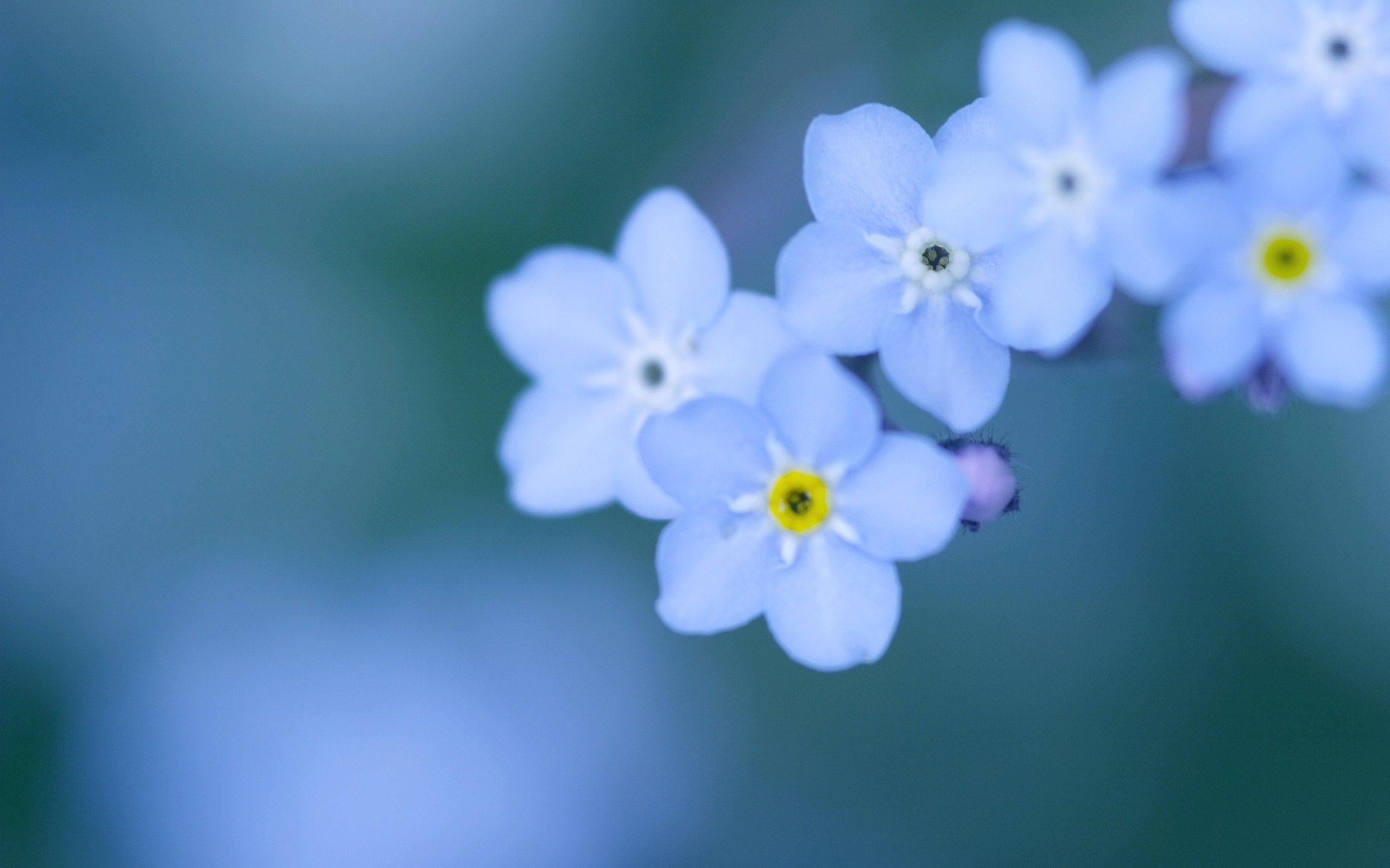 Forget Me Not Flower Background HD Wallpaper