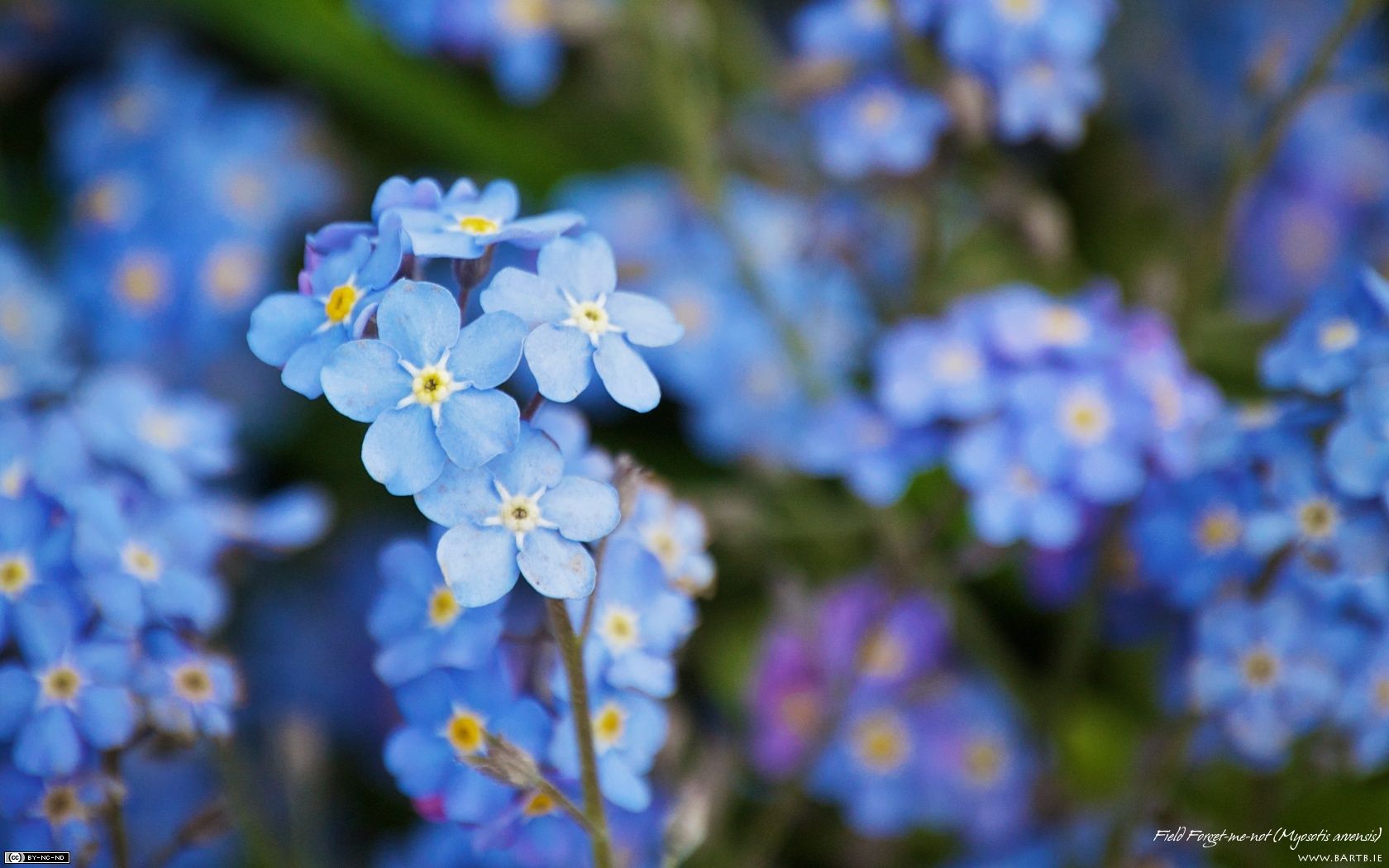Forget Me Not Wallpaper. Forget Me Not Background, Forget Me Not White Background And Forget Me Not Wallpaper