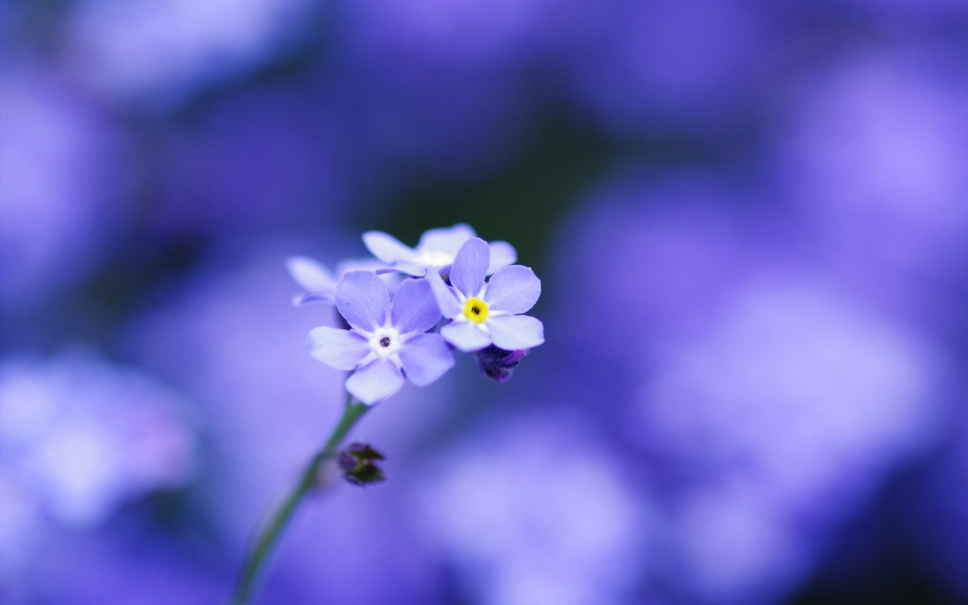 forget me not background