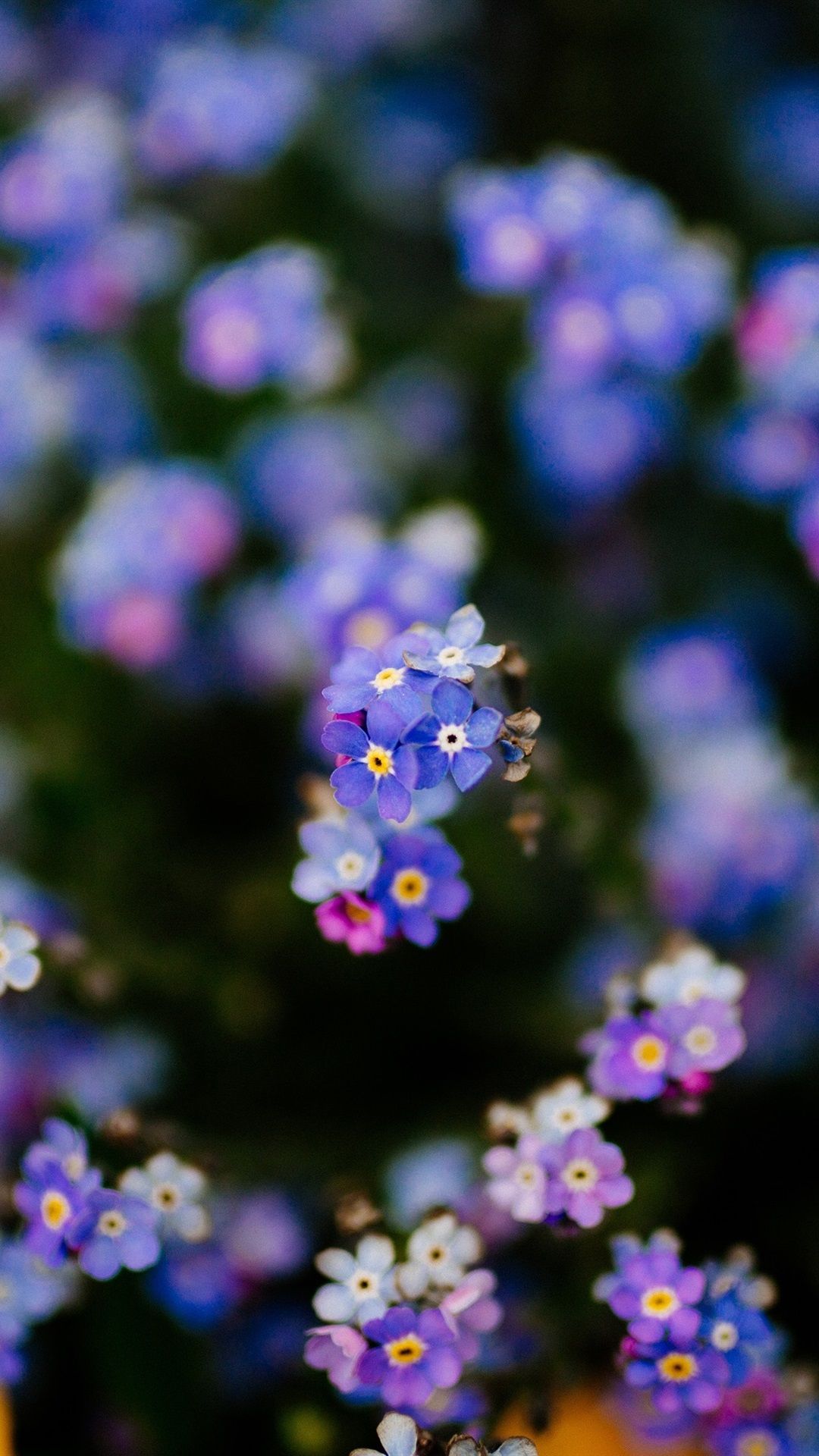 Forget Me Not Flowers Background, Blurry 1080x1920 IPhone 8 7 6 6S Plus Wallpaper, Background, Picture, Image