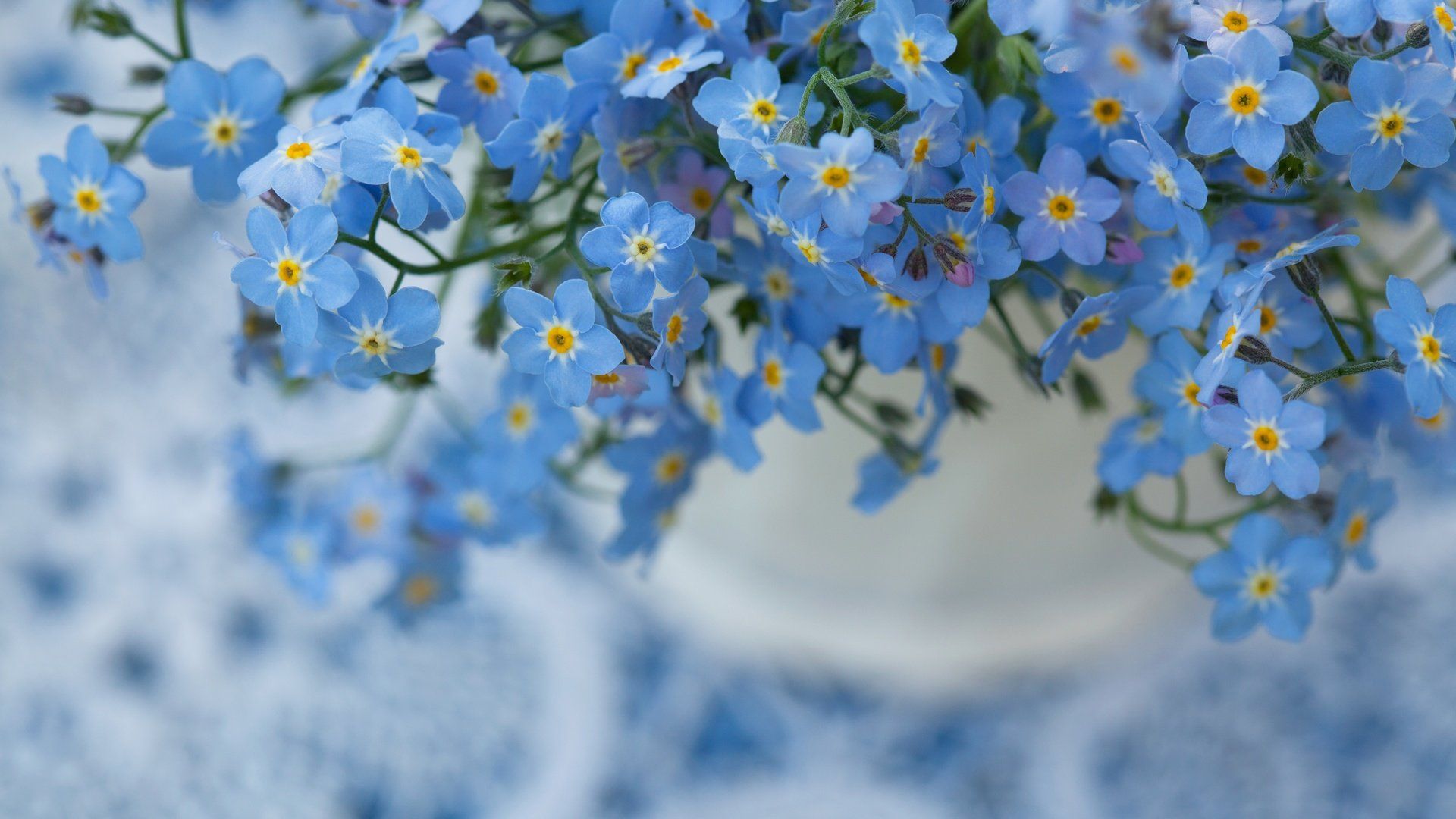 Wallpaper Download Flowers, Nature, Macro, Background, Forget Me Not Resolution 1920x1080