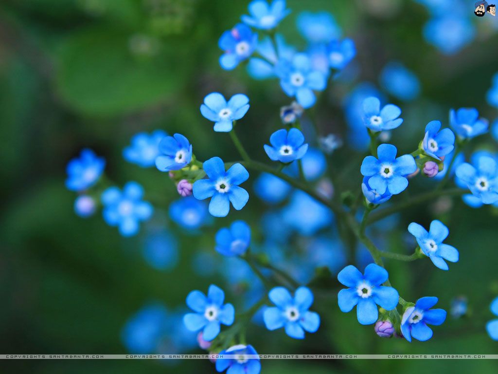 Forget Me Not Wallpaper