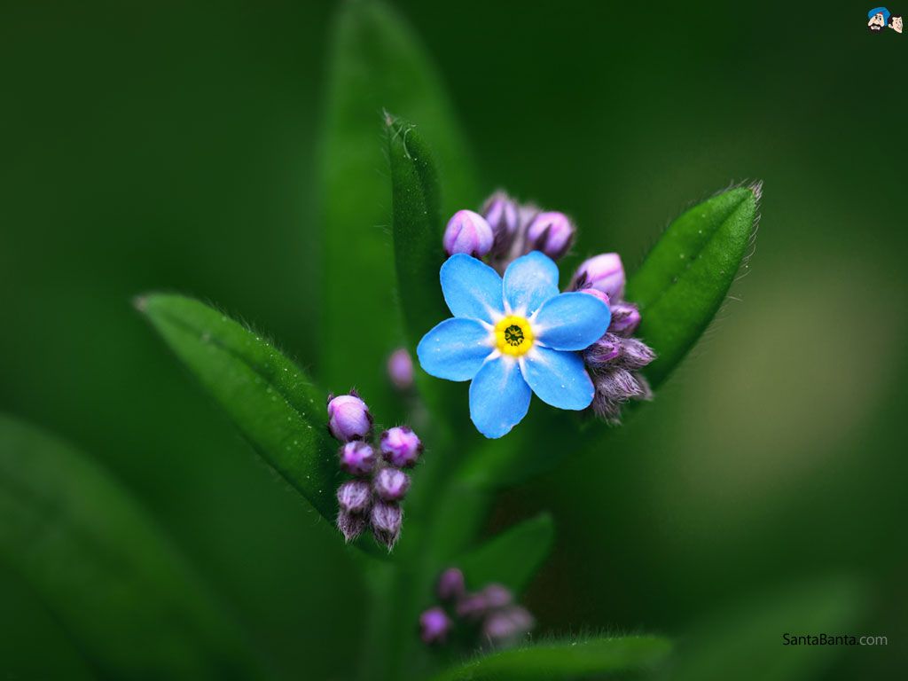 Forget Me Not Wallpapers - Wallpaper Cave