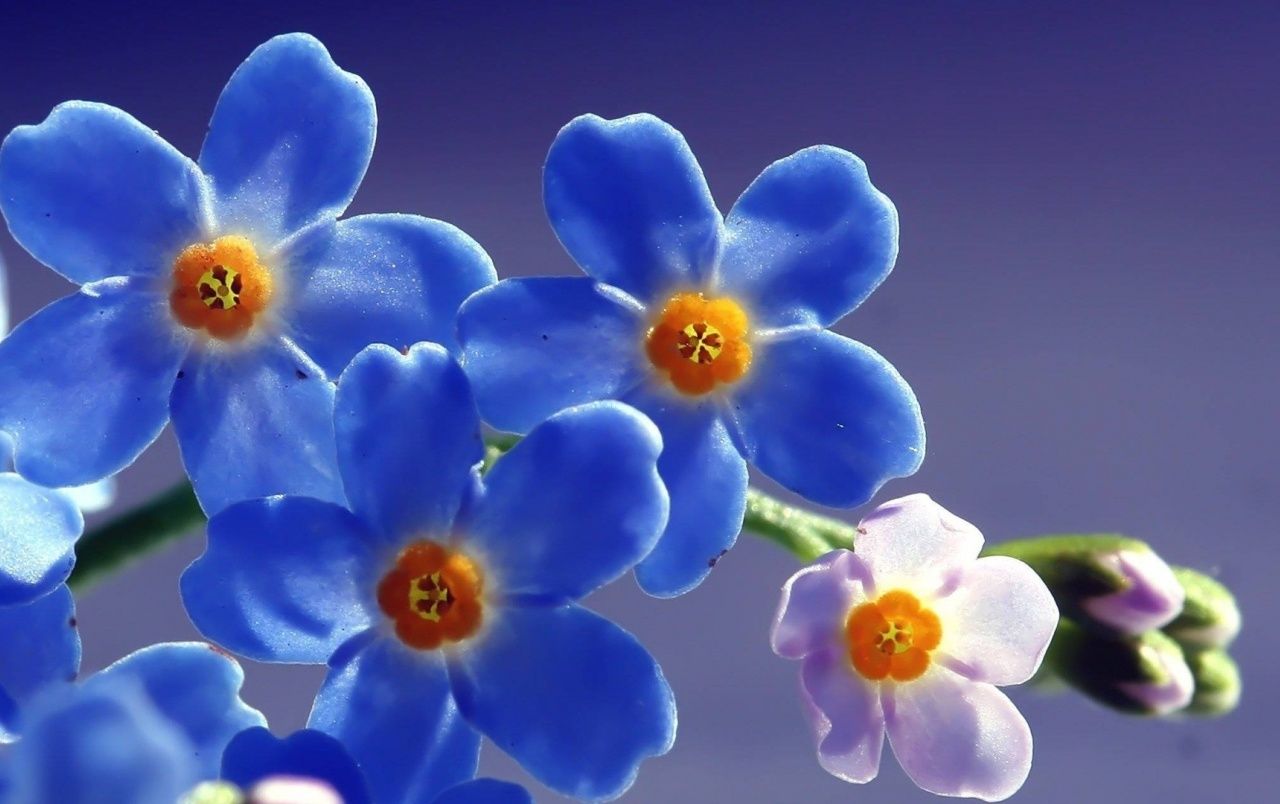 Blue Forget Me Not Flower wallpaper. Blue Forget Me Not Flower