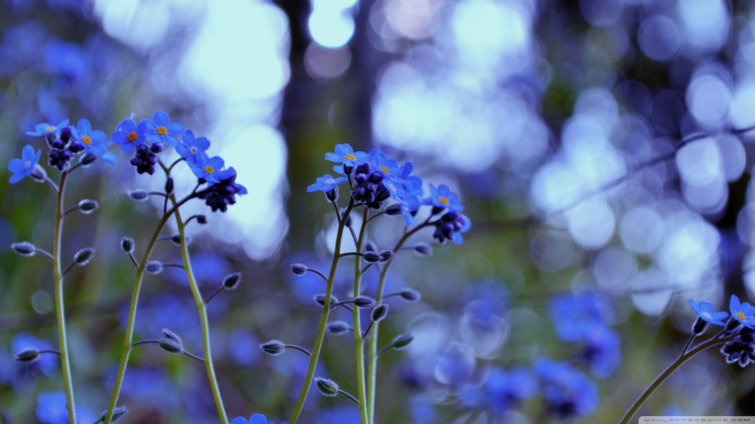 Forget Me Not Flowers HD