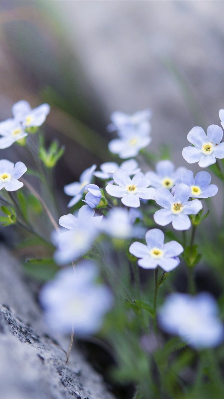 Wallpaper Forget Me Not, Blue Flowers, Spring 2560x1600 HD Picture, Image