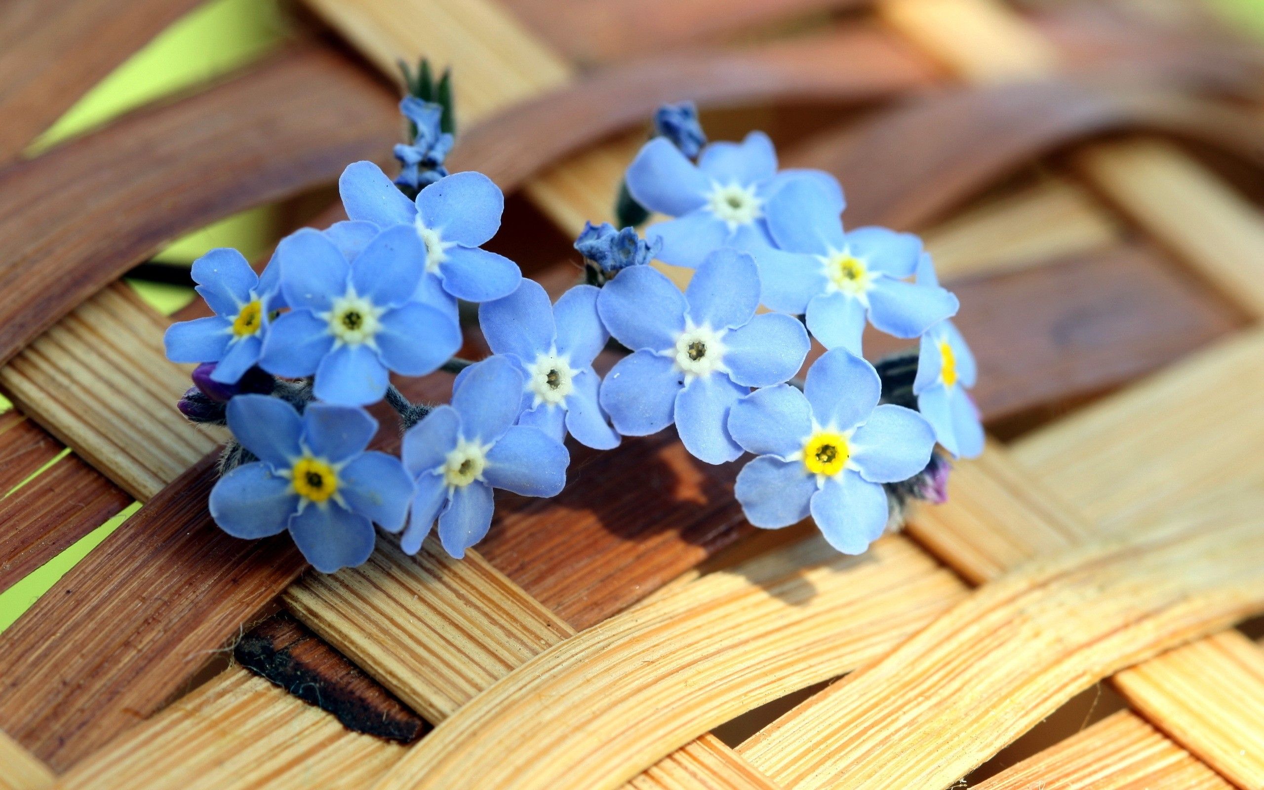 Wallpaper Blue little flowers forgetmenot 1920x1440 HD Picture Image
