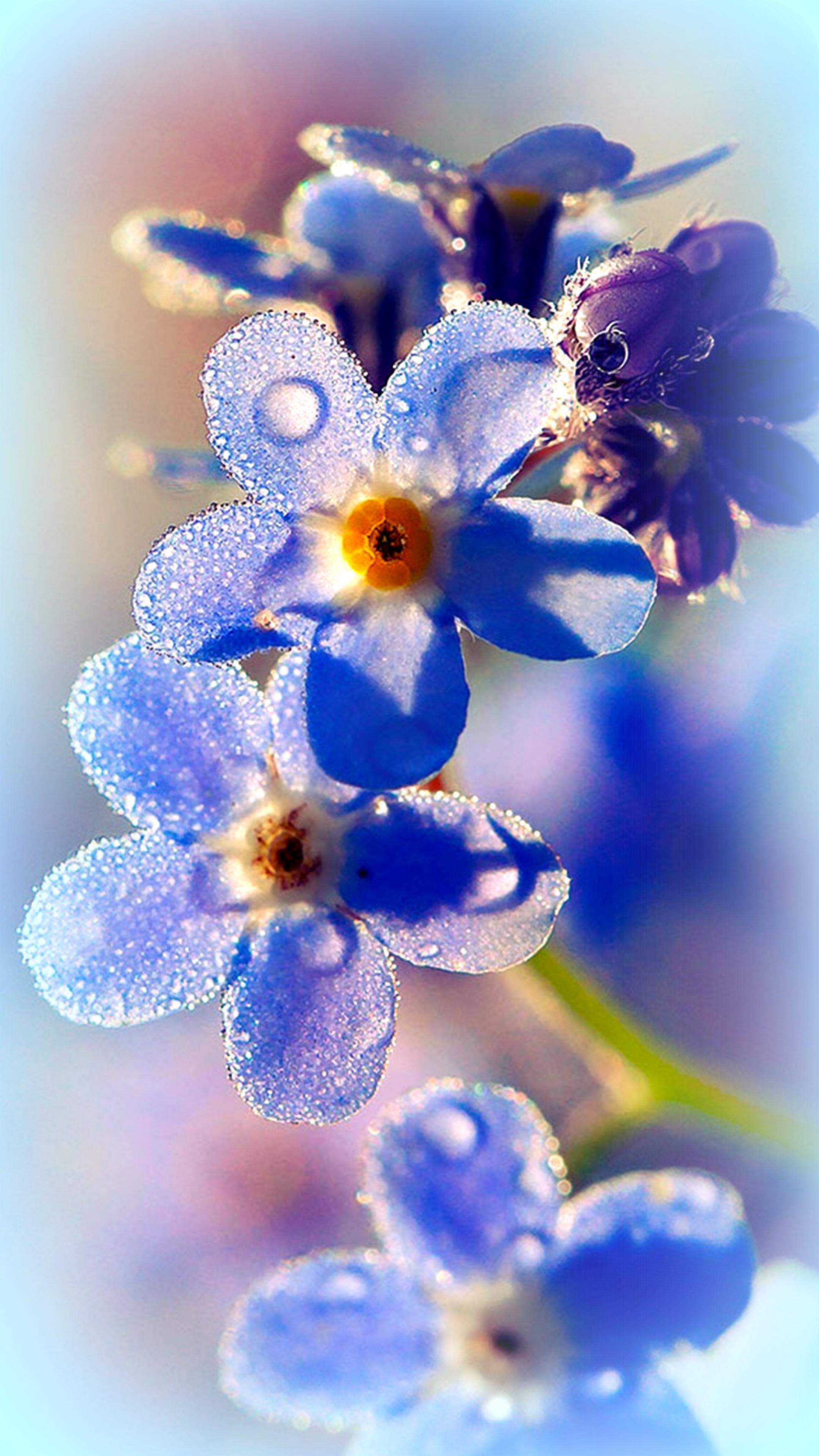 Forget Me Not Flowers Wallpaper