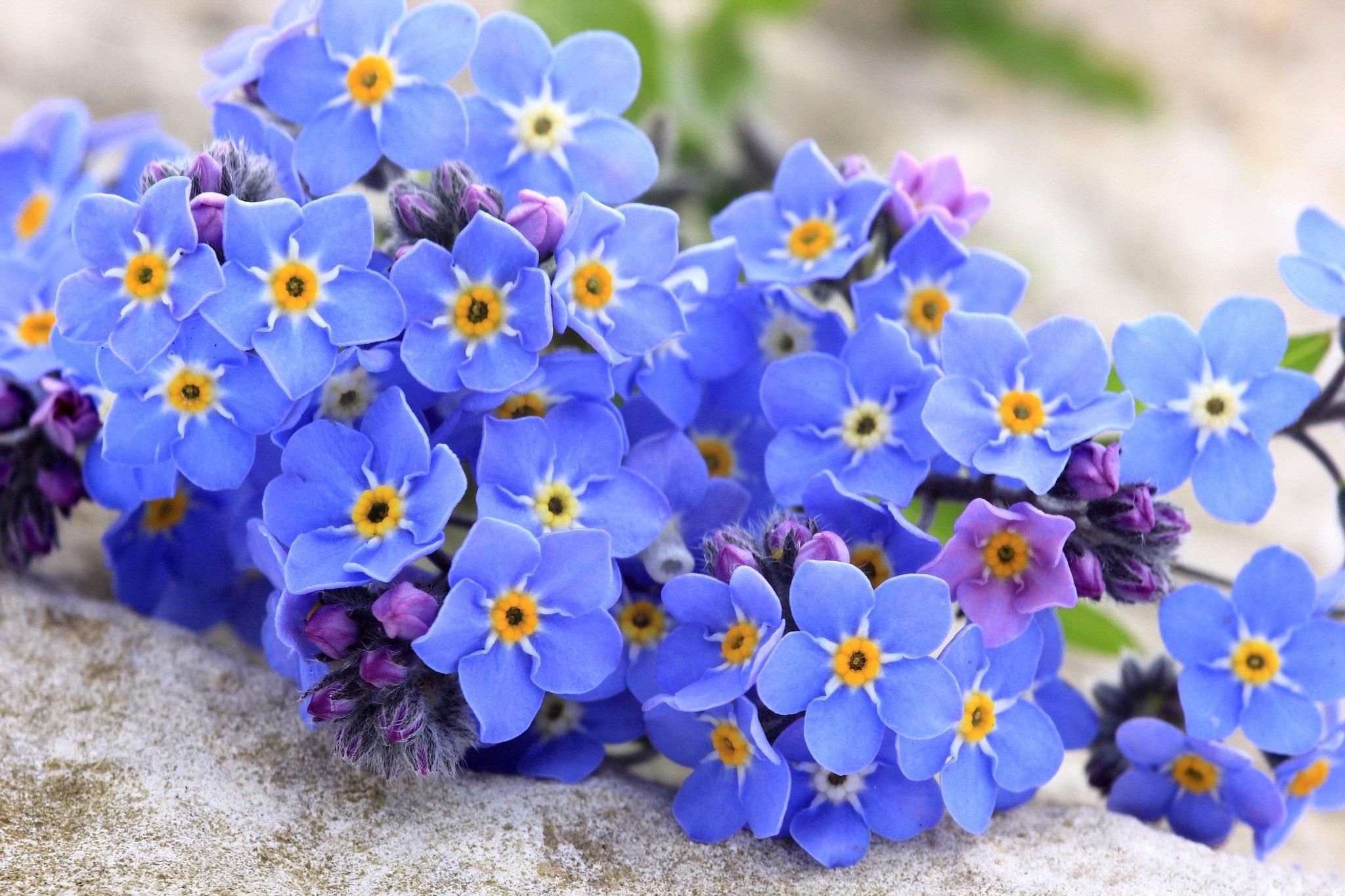 Forget Me Not Flower Forget Me Flower HD Wallpaper