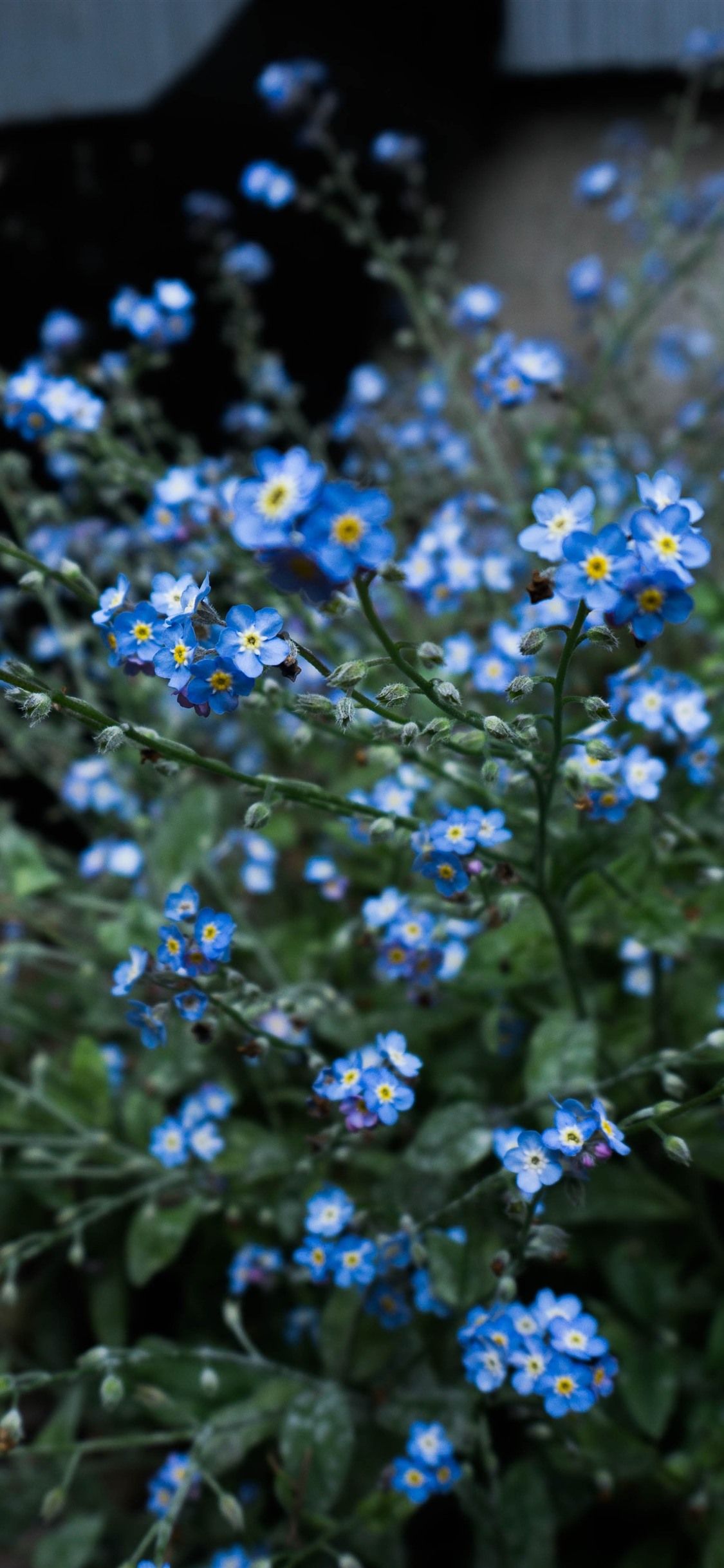 Forget Me Not, Blue Little Flowers 1242x2688 IPhone 11 Pro XS Max Wallpaper, Background, Picture, Image