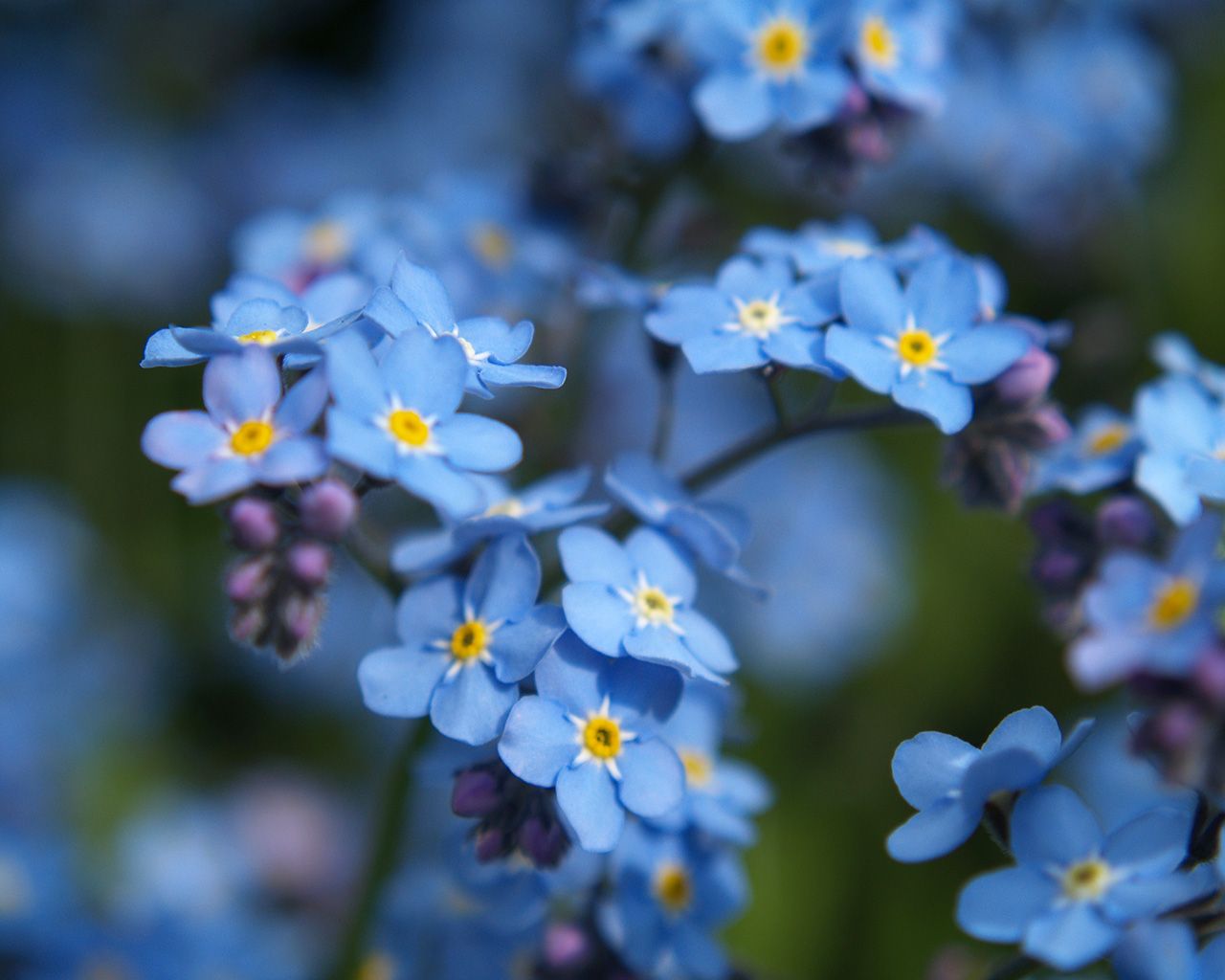 Forget me Not wallpaperx1024