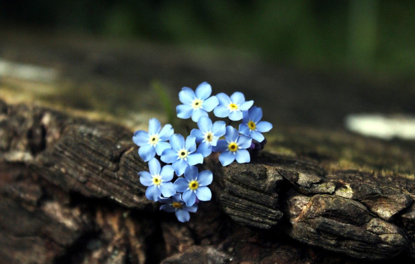 Wallpaper Flowers, Tree, Blue, Brown, Forget Me Nots Image For Desktop, Section цветы