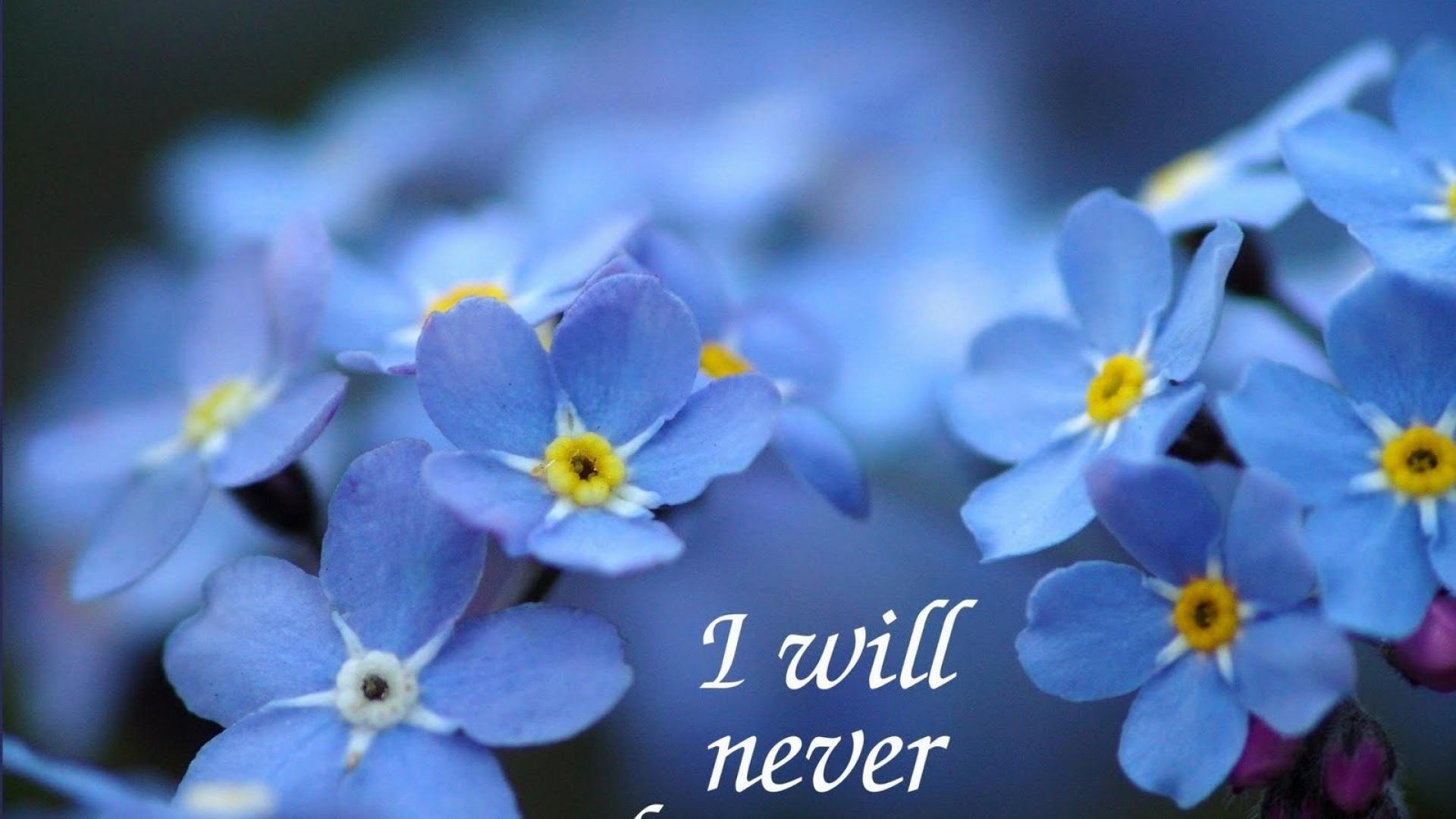 Forget Me Not Wallpapers - Wallpaper Cave