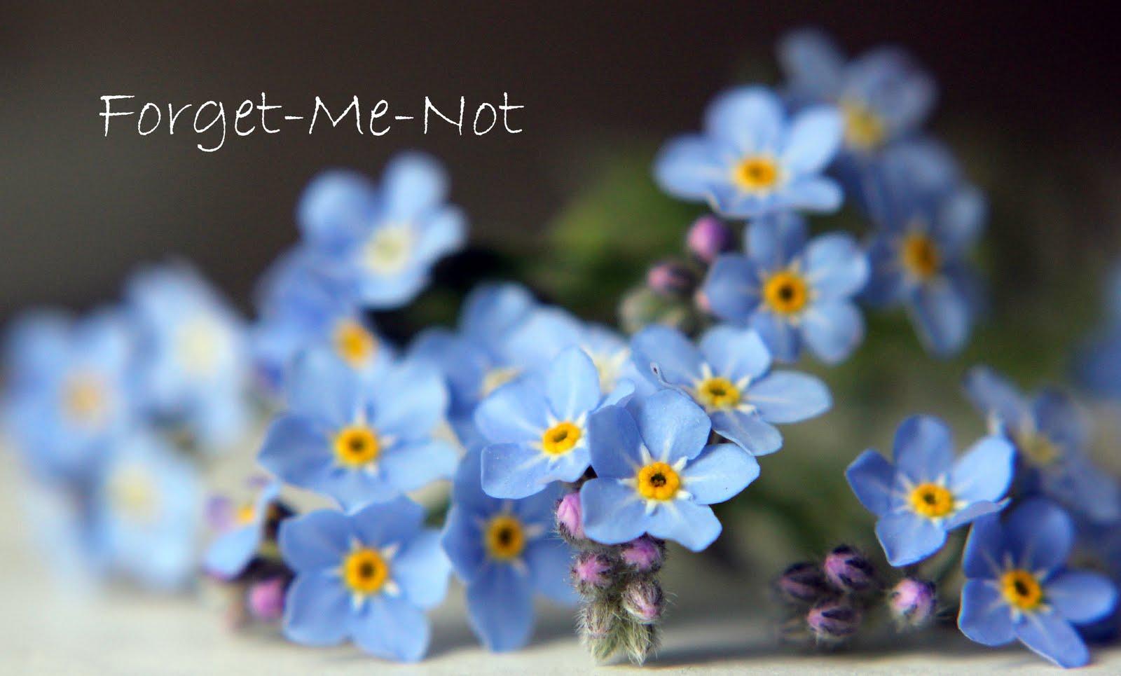 Forget Me Not Flowers Wallpaper. AUGB Bradford Branch
