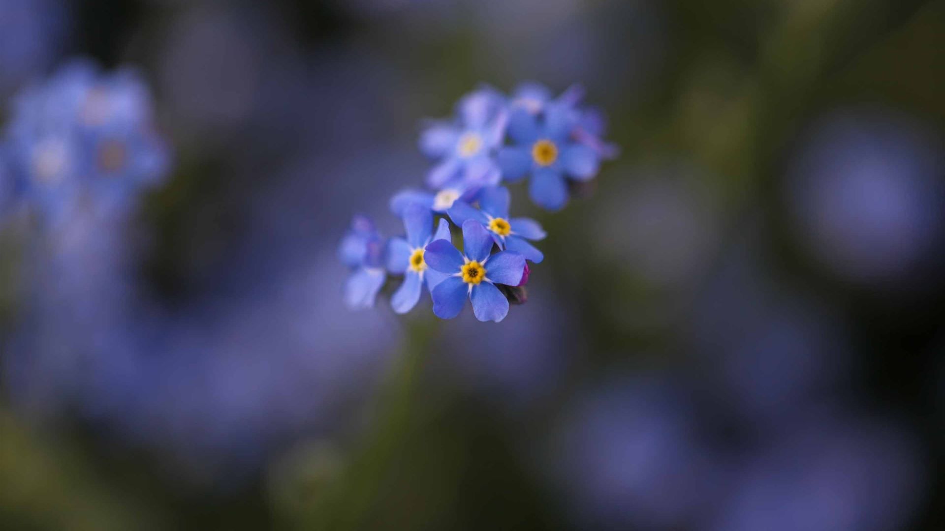 Forget Me Not Wallpapers - Wallpaper Cave