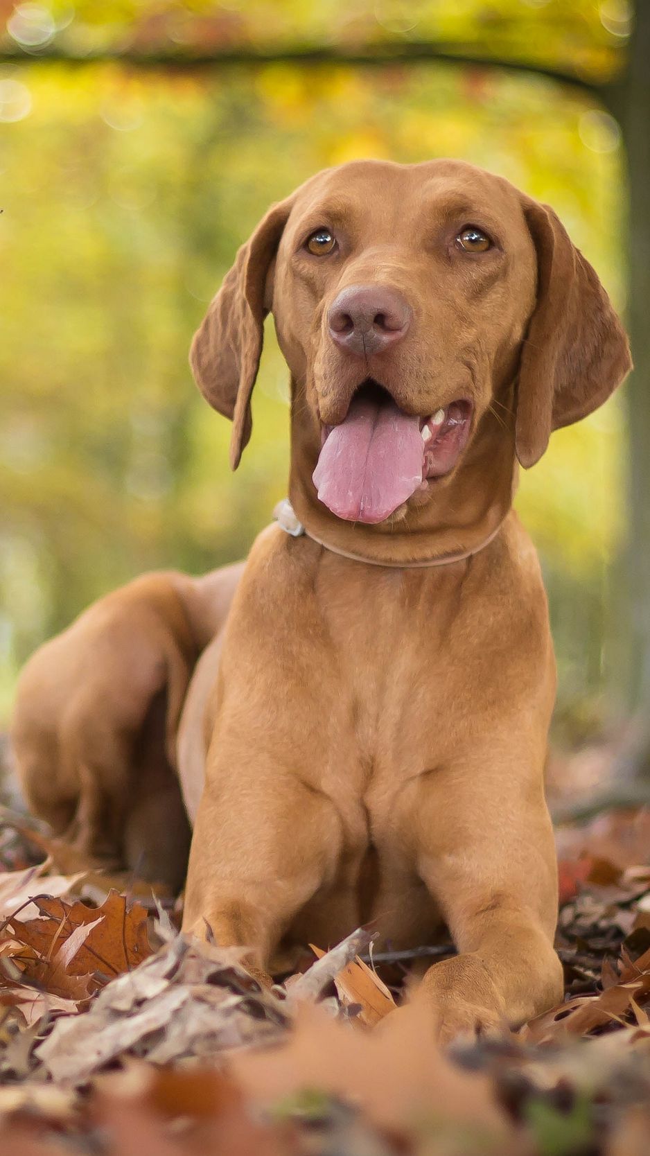 Vizsla Wallpapers - Wallpaper Cave