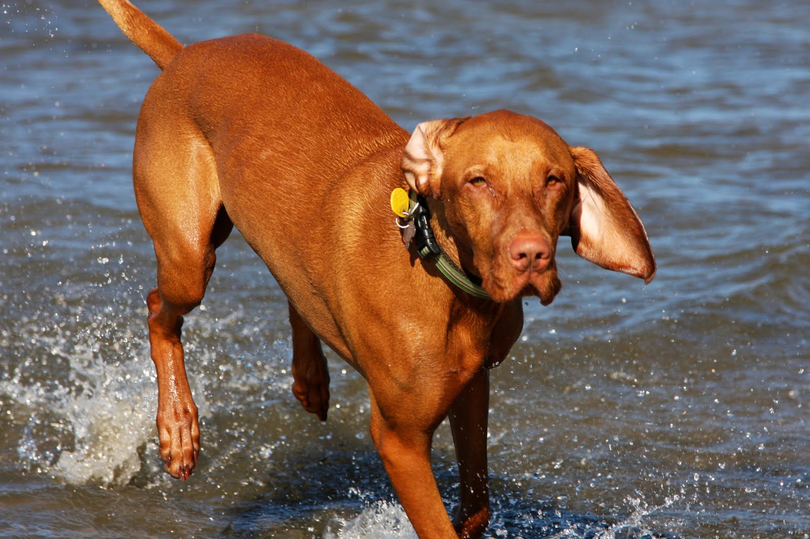 Vizsla in the water photo and wallpaper. Beautiful Vizsla in the water picture