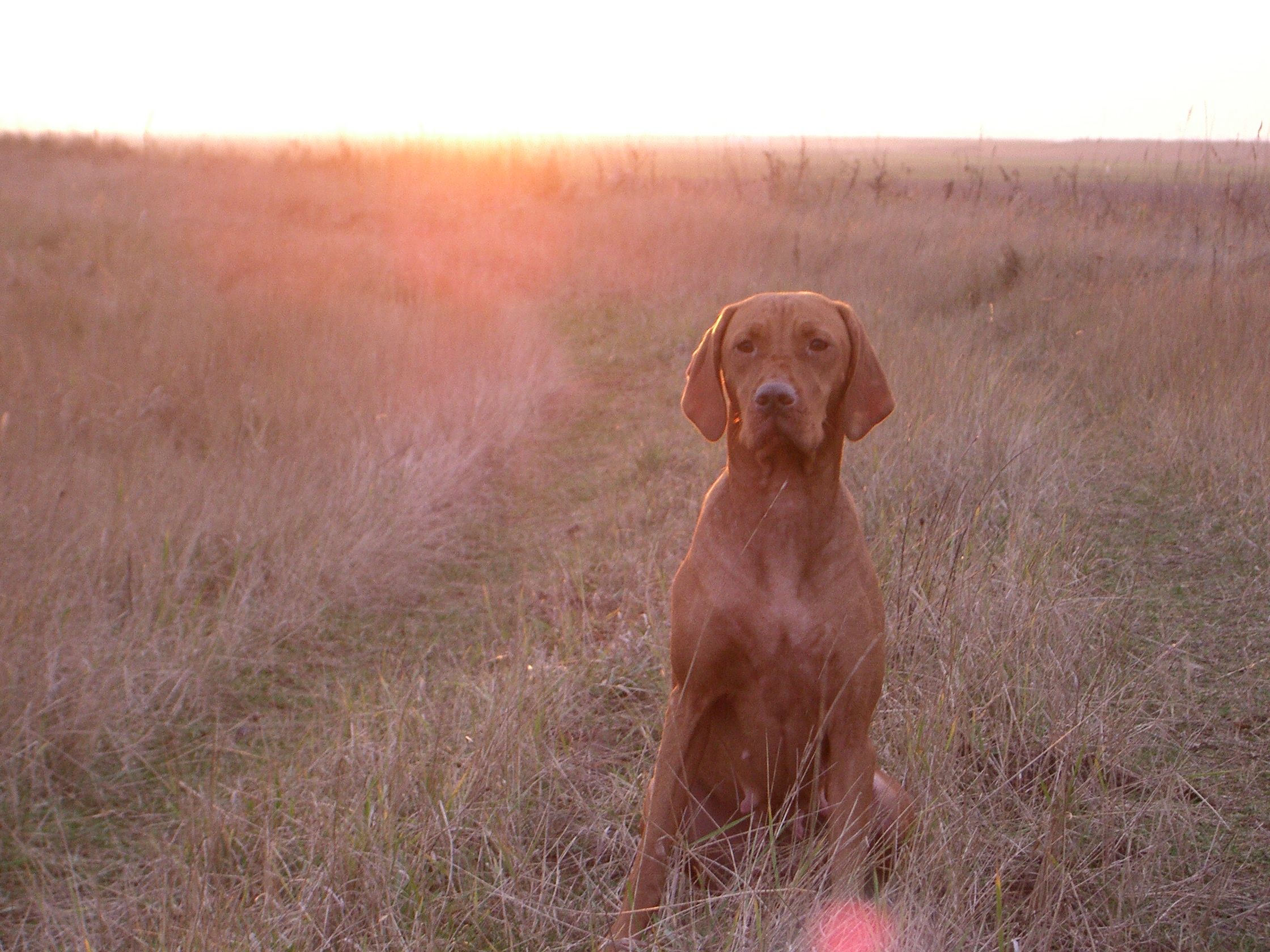 Vizsla Wallpapers - Wallpaper Cave