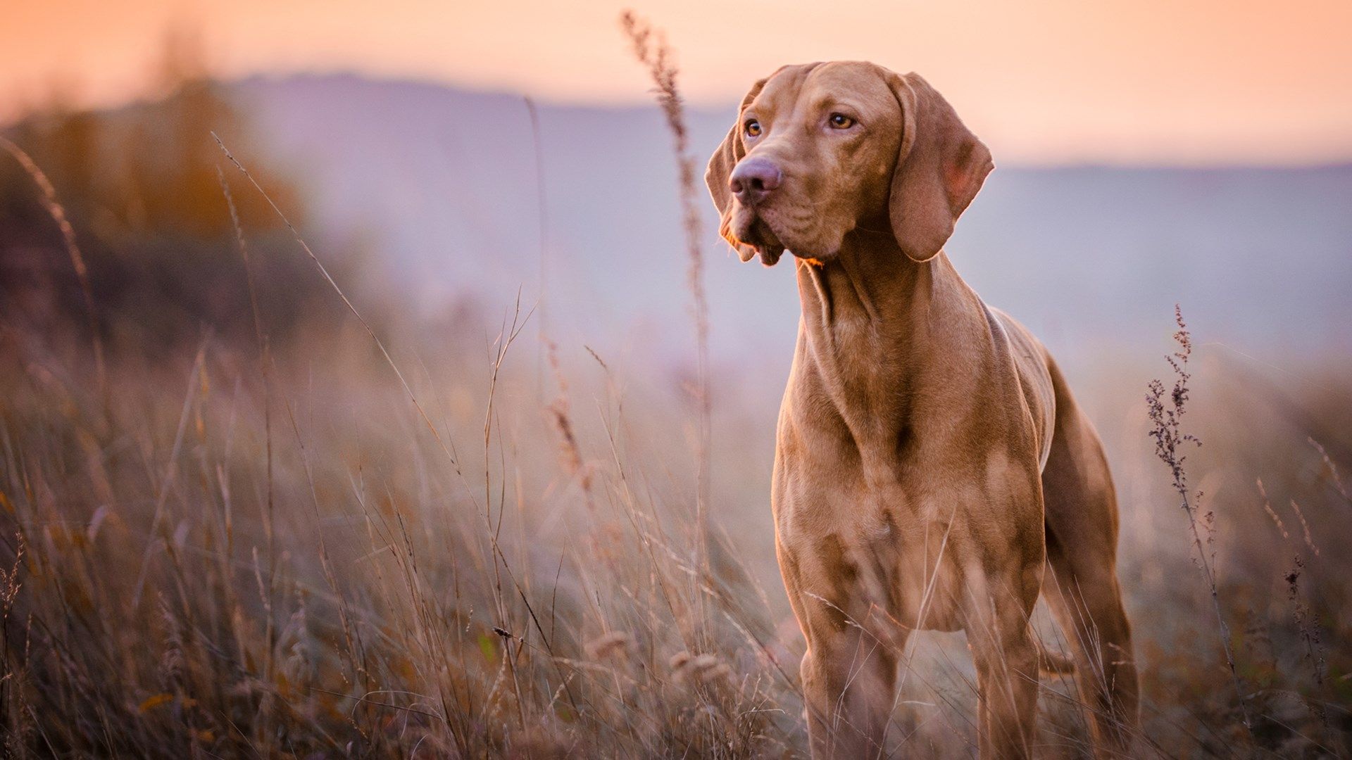 Vizsla Wallpapers - Wallpaper Cave