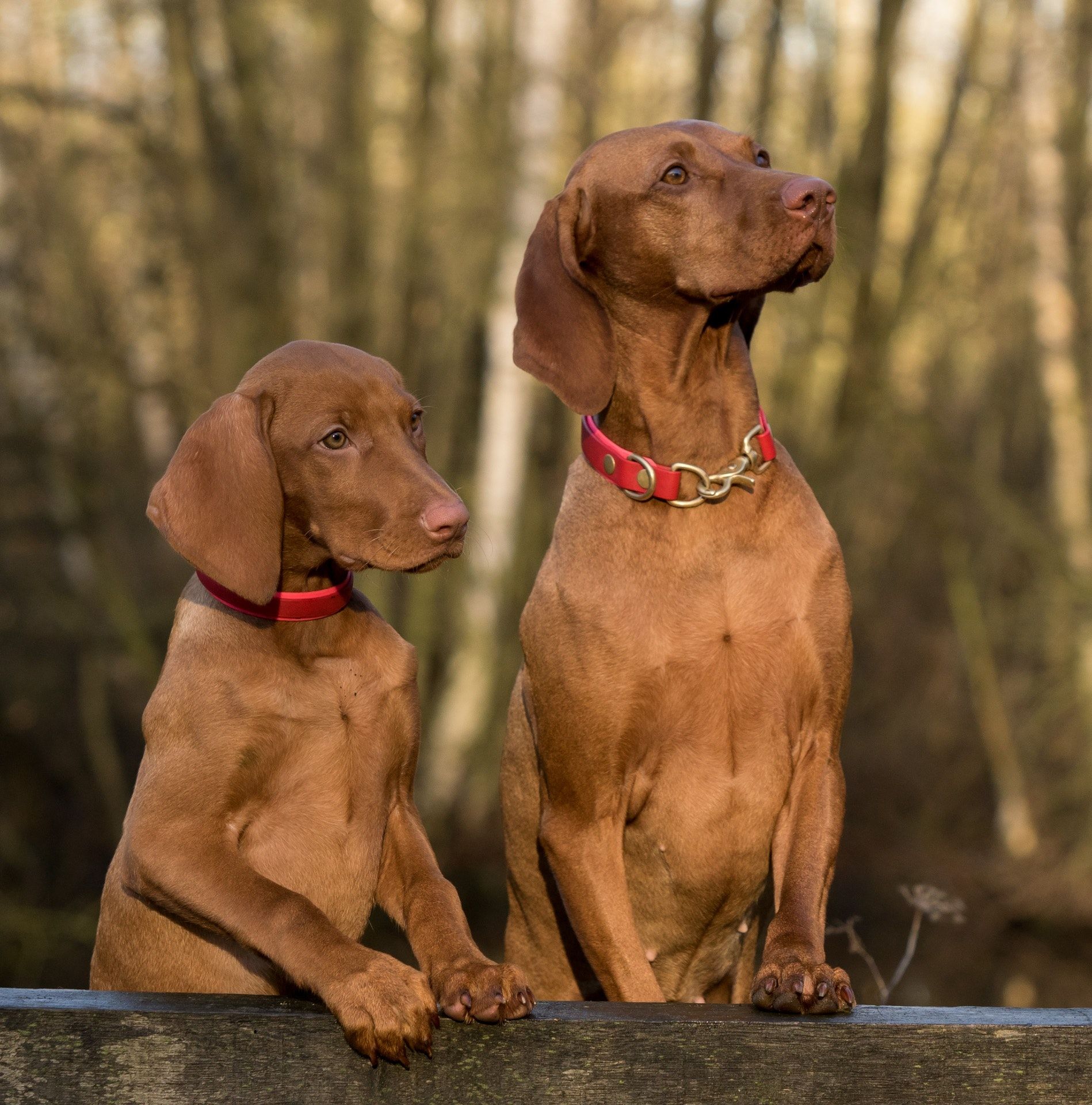 Vizsla Dogs Standing on Brown Wood Plank · Free