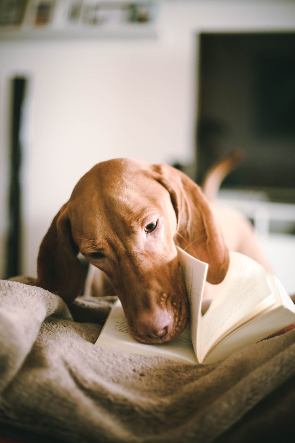 dog flipping book page photo