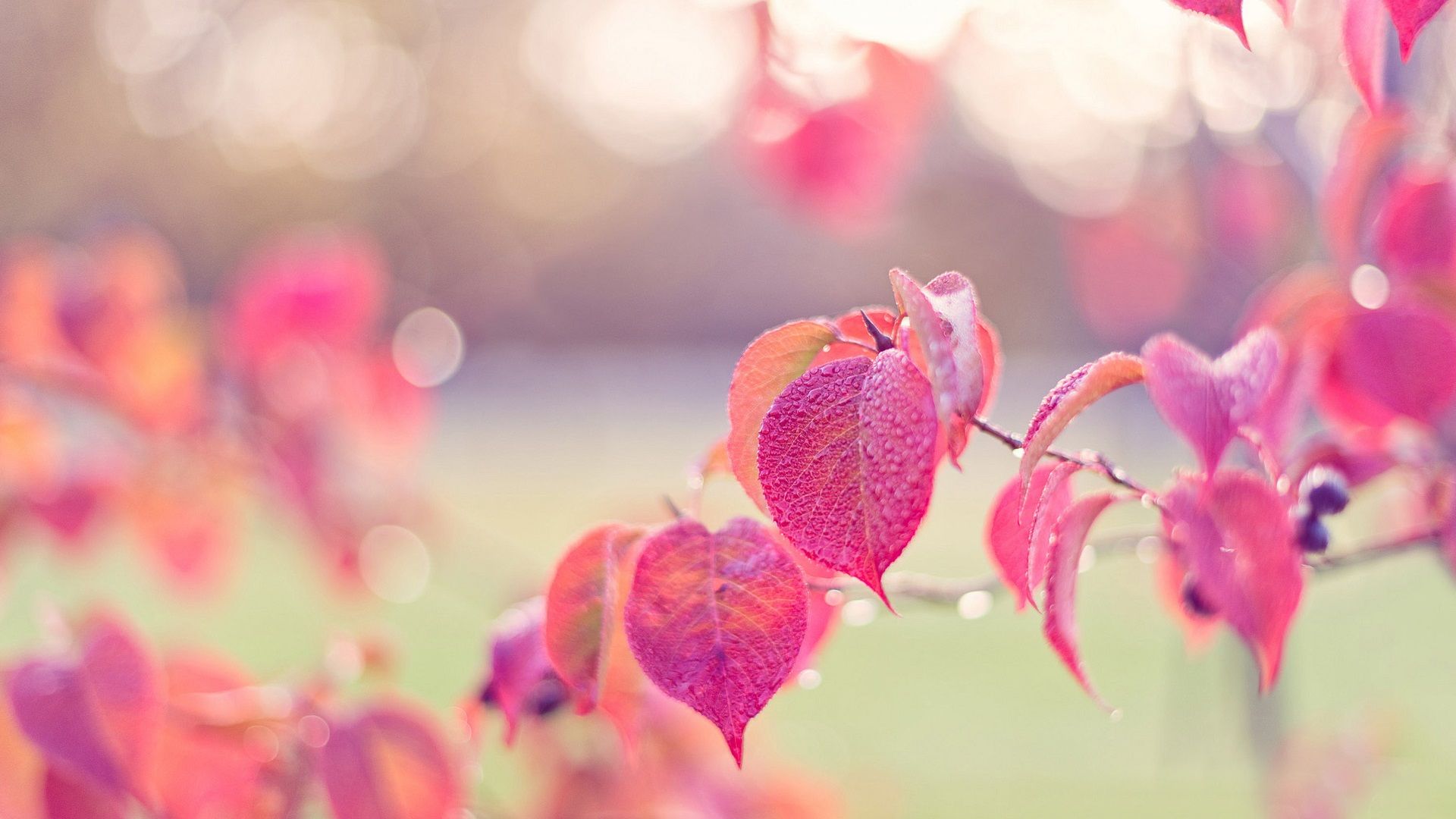 Wallpaper Pink leaves, autumn, drops, dew, glare 1920x1200 HD Picture, Image