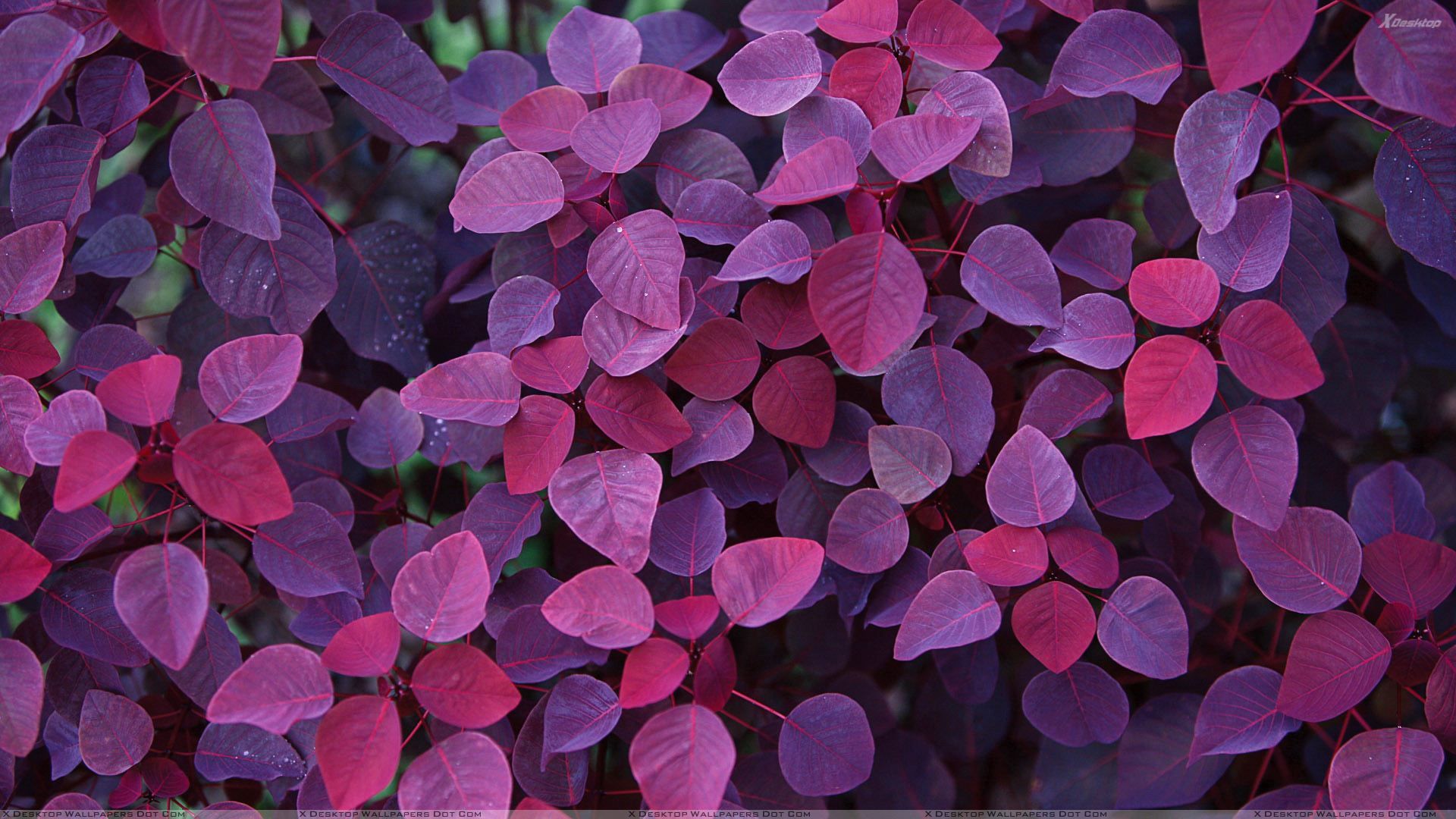 Pink Leaves Closeup Wallpaper