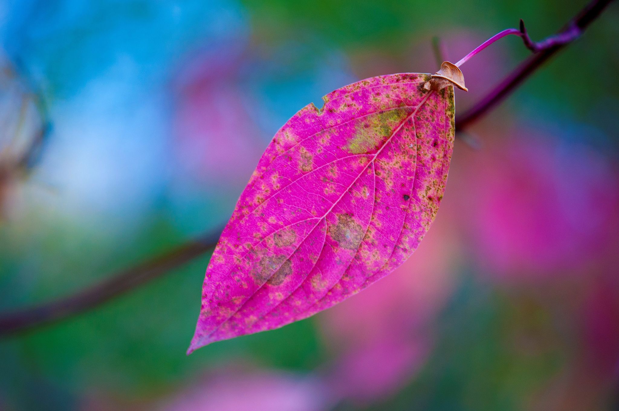 Pink Leaves 960x540 Resolution HD 4k Wallpaper, Image, Background, Photo and Picture