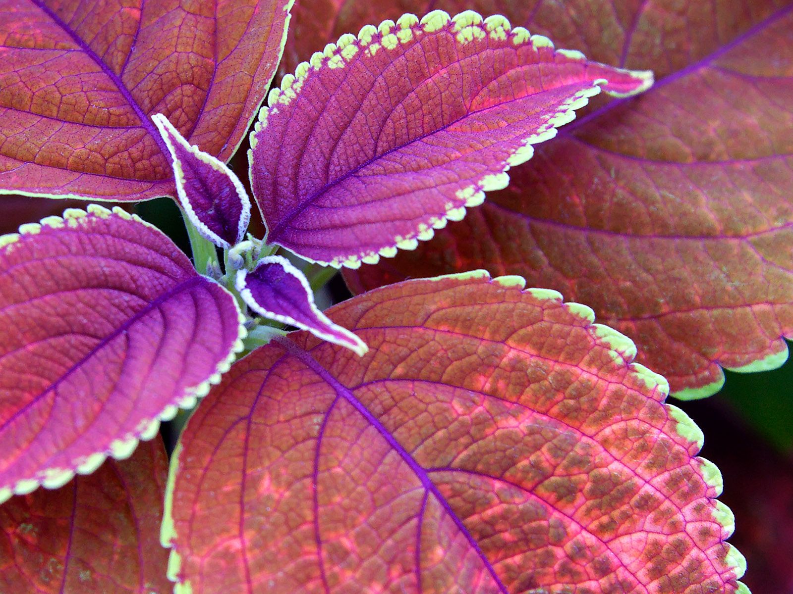 Few purple leaves wallpaper. Few purple leaves