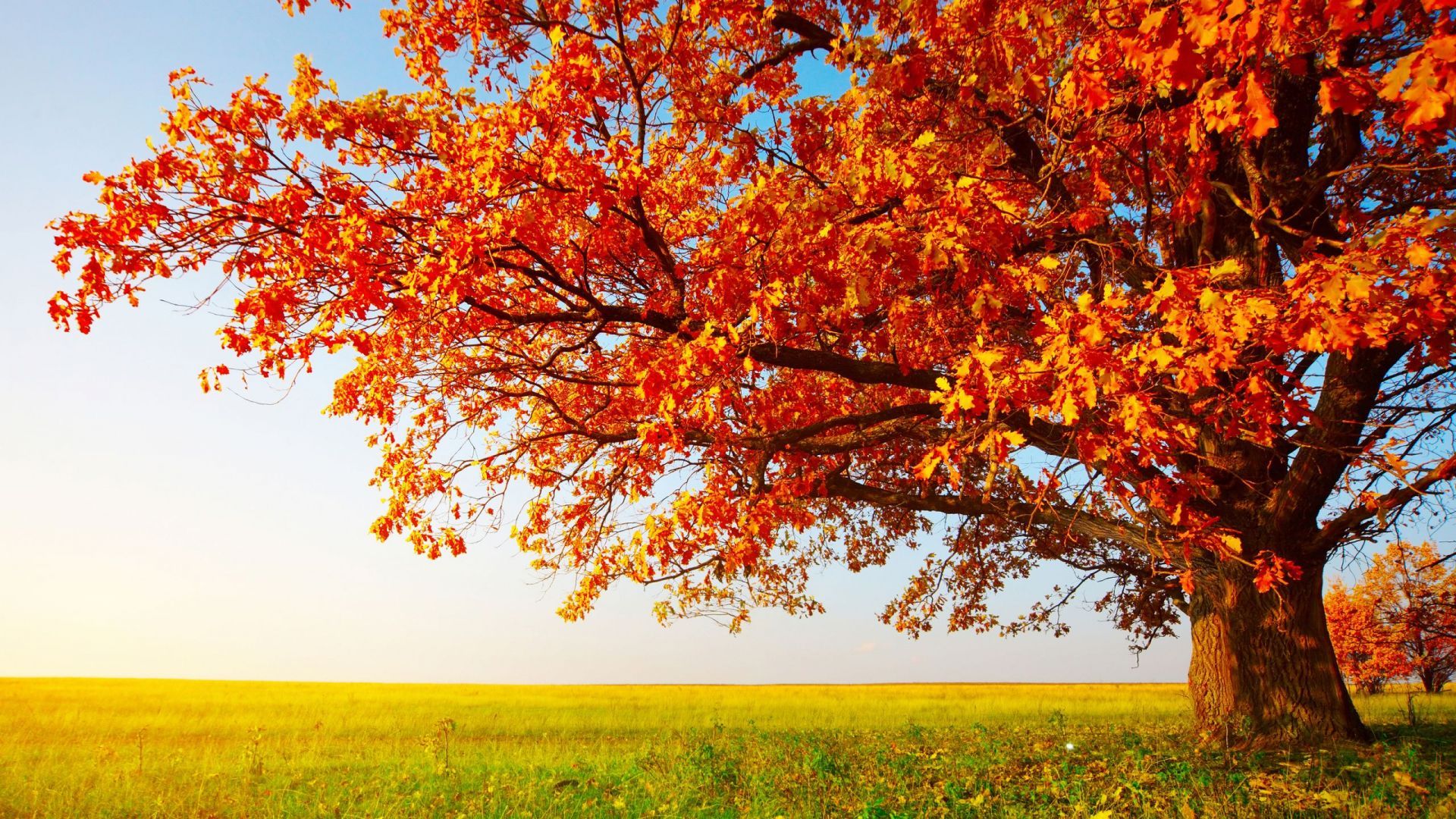 fall, sky, nature, tree, leaves, blue, orange, calm, green, shadow, autumn wallpaper