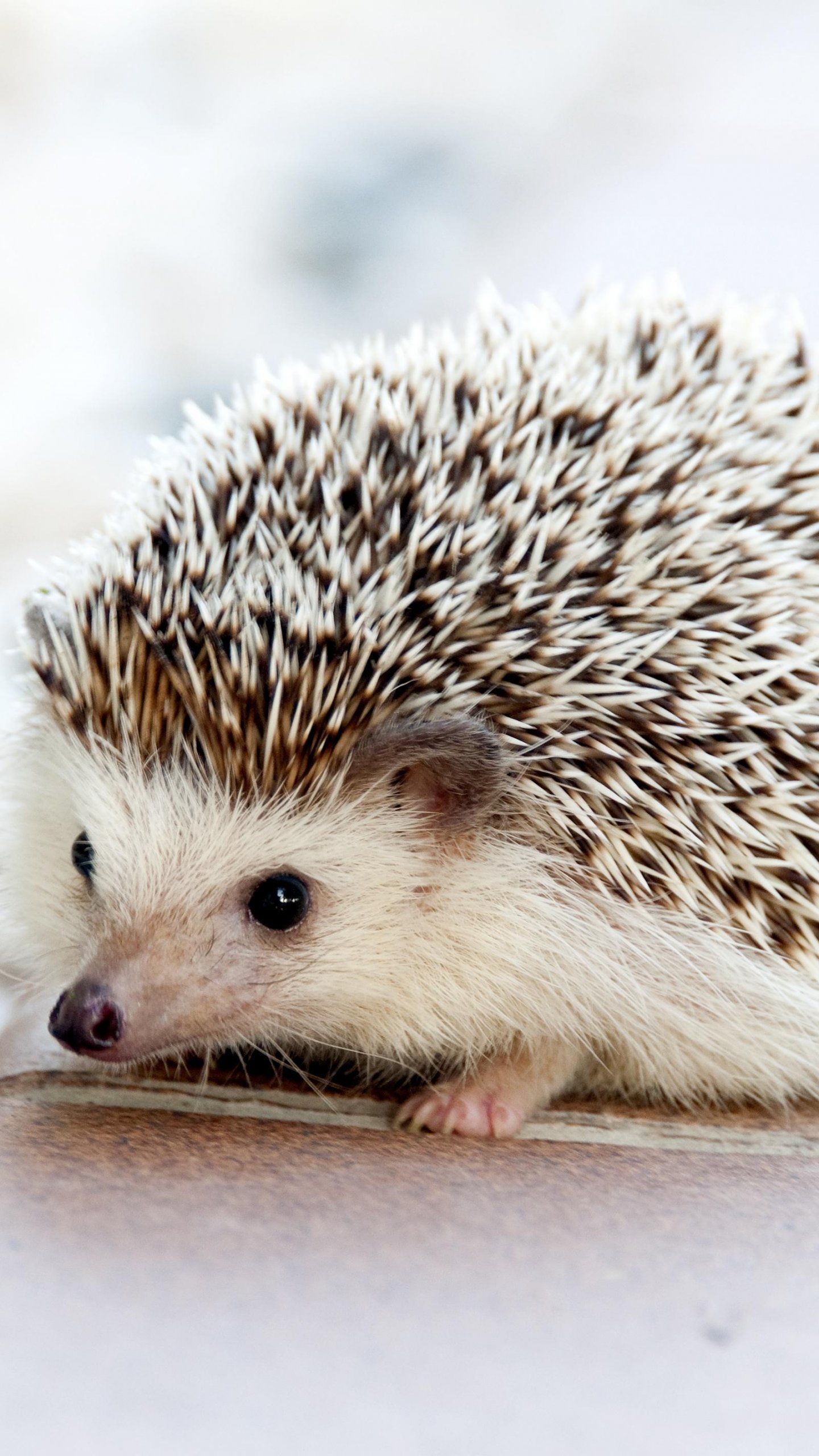 Cute Hedgehog Wallpapers Wallpaper Cave