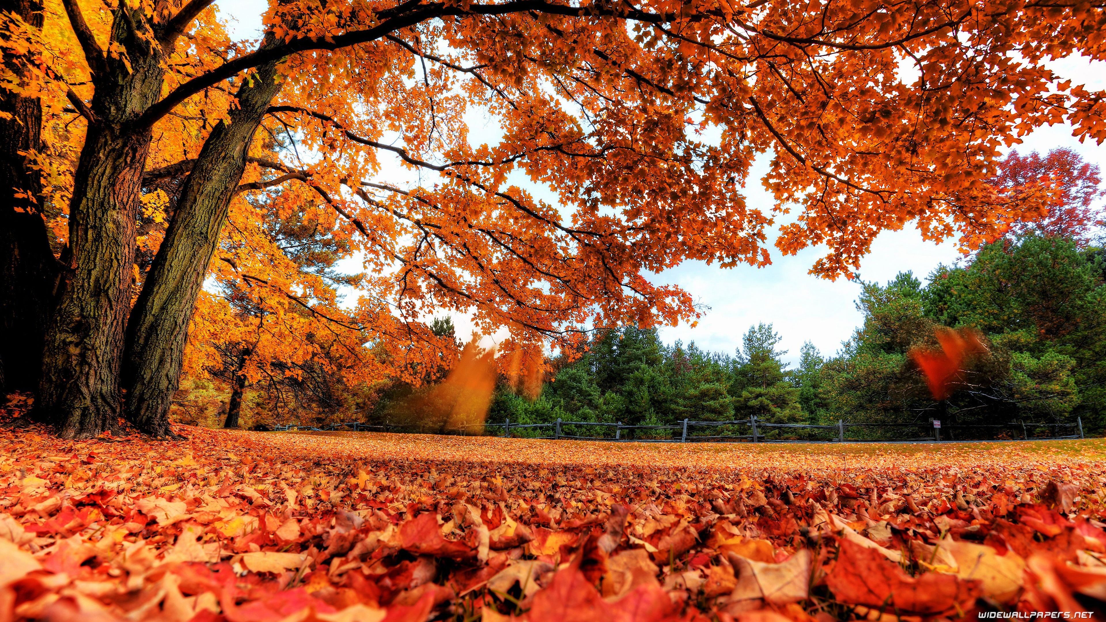 Autumn desktop wallpaper 4K Ultra HD