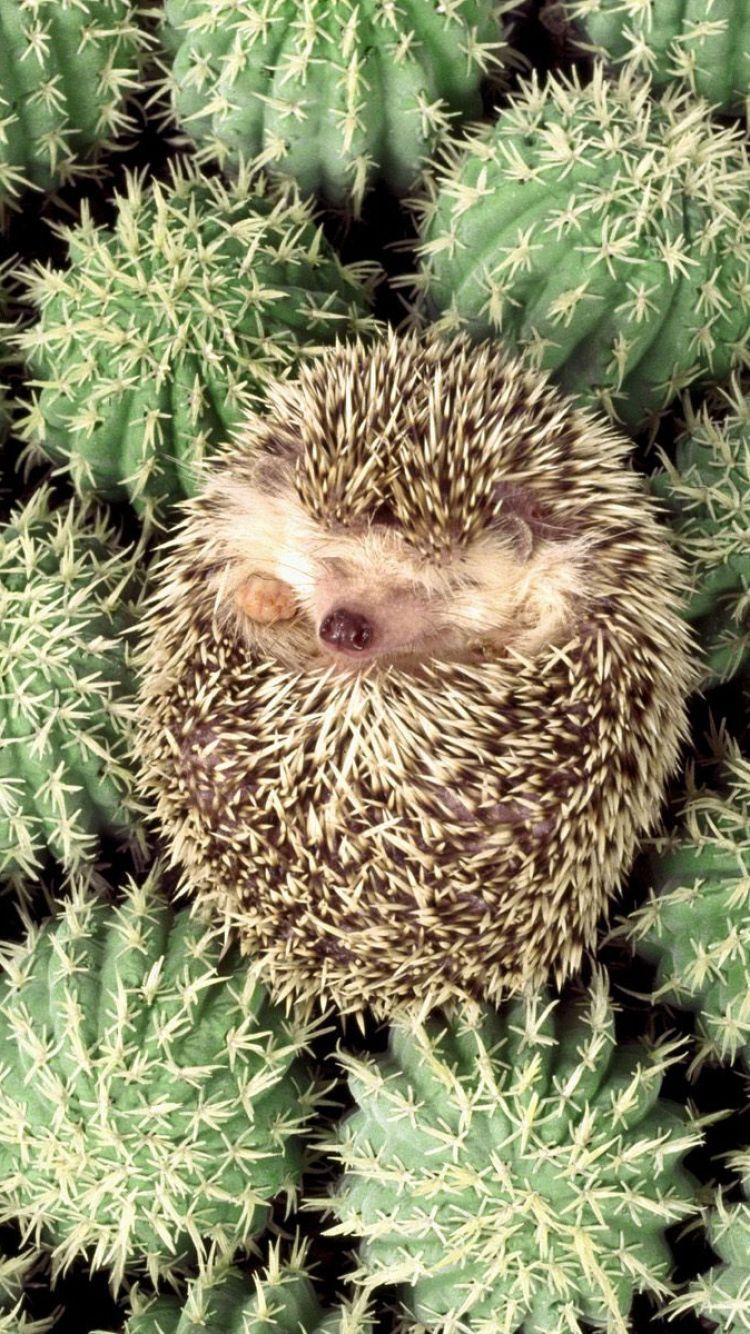 Cute Hedgehog Wallpapers - Wallpaper Cave