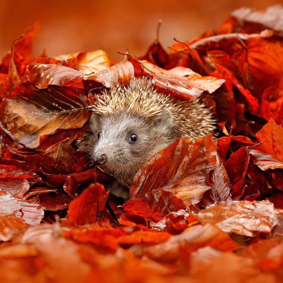 Cute Hedgehog Wallpapers - Wallpaper Cave