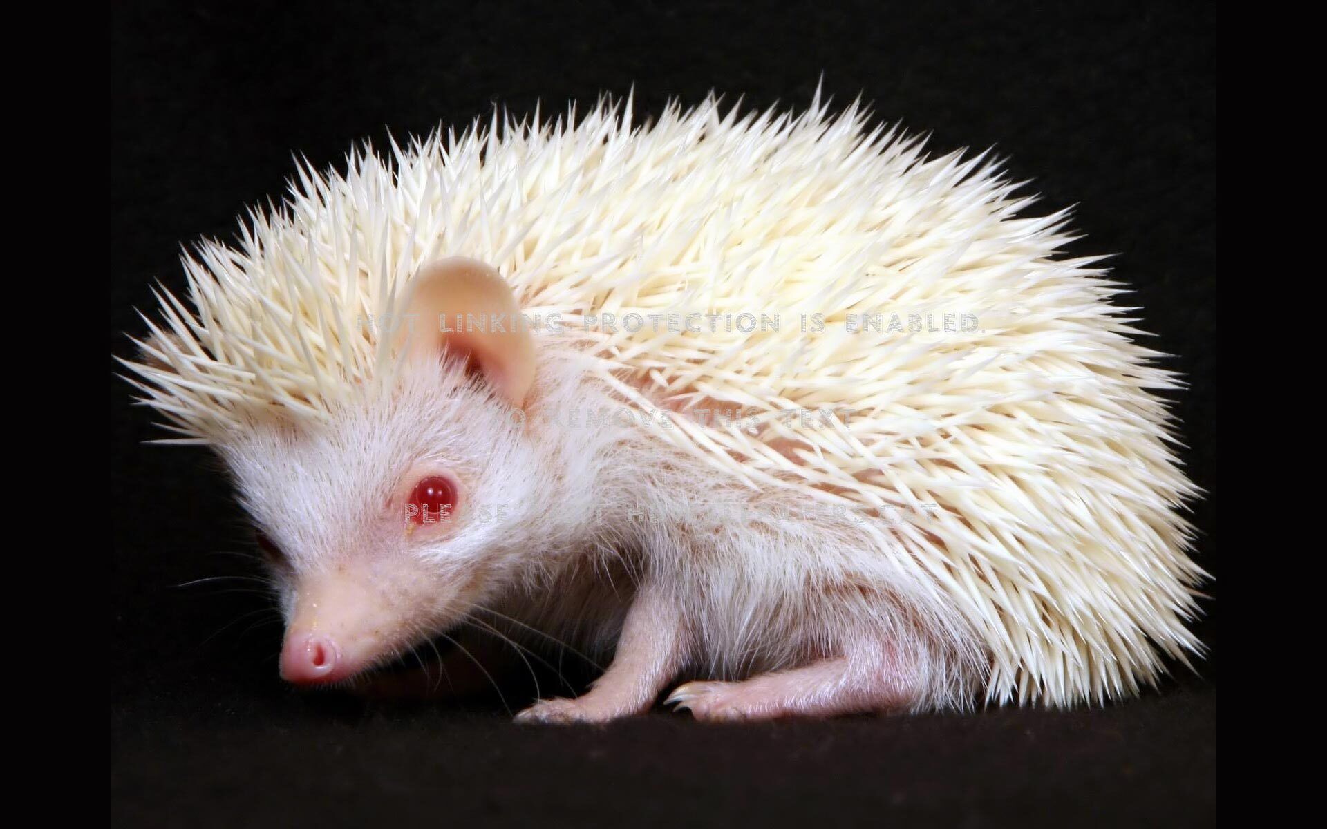 white hedgehog cute albino animals