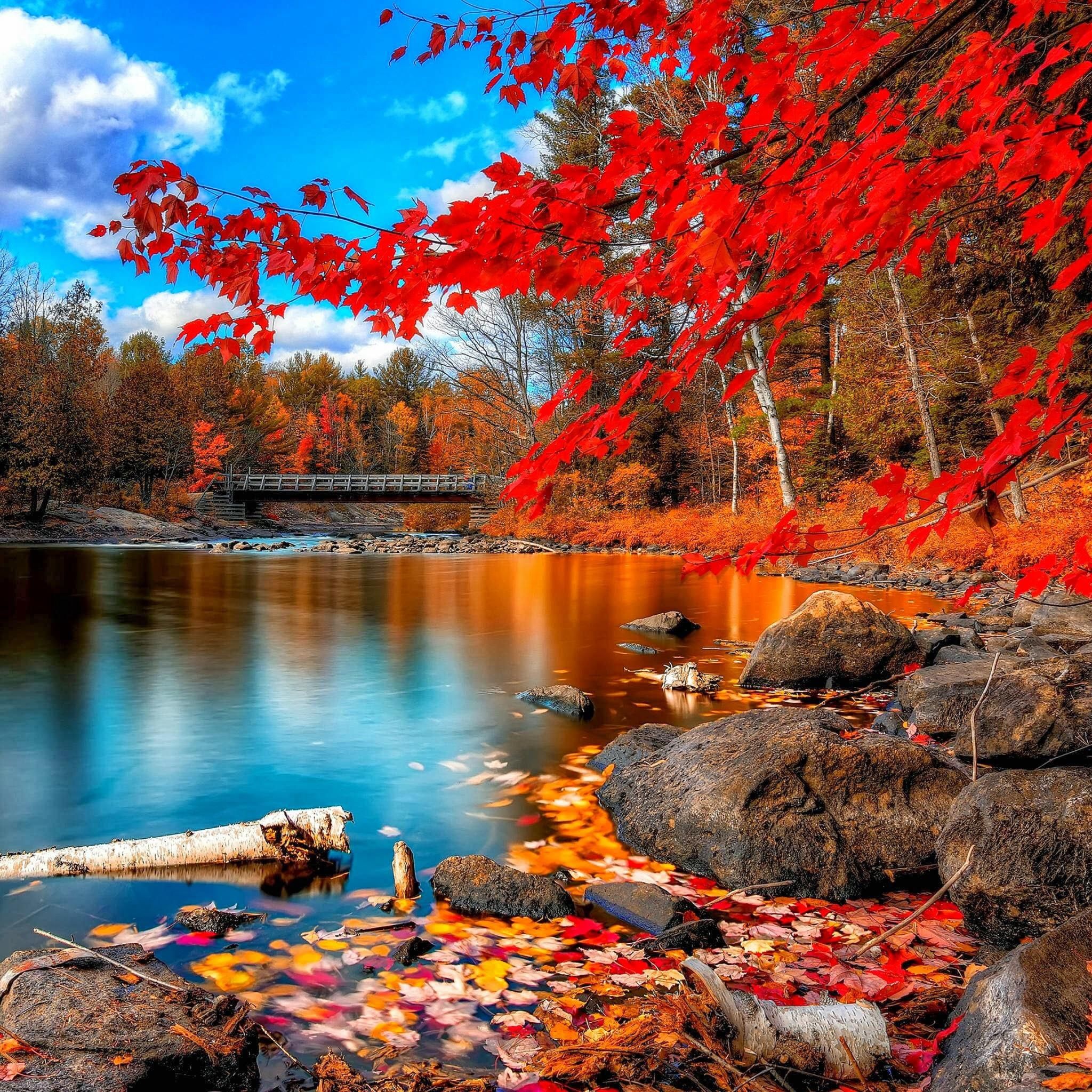 Nature Autumn Red Leaf Calm Lake Landscape iPad Air Wallpaper Free Download