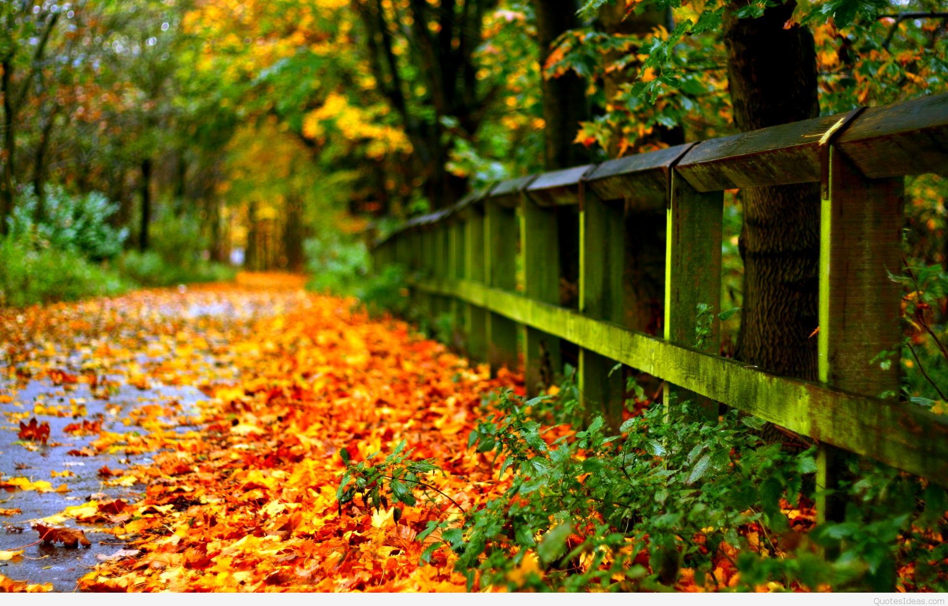 Autumn wallpaper background with quotes hd