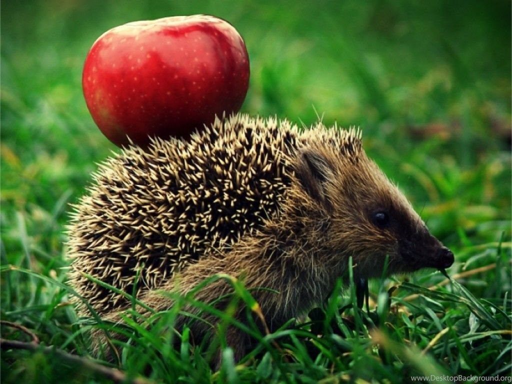 Cute Hedgehog Wallpapers - Wallpaper Cave