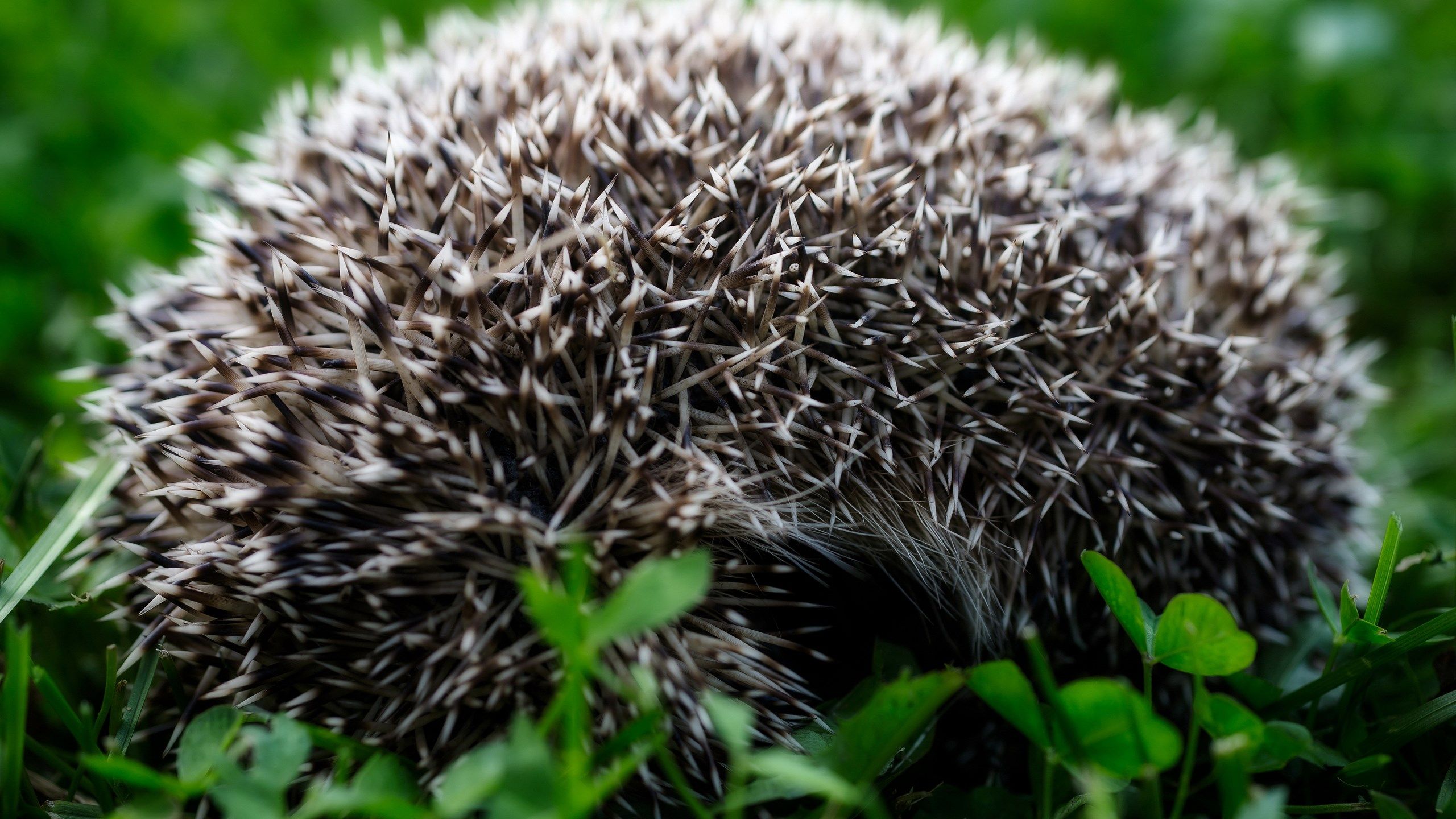cute hedgehog wallpaper HD. Mocah.org HD Desktop Wallpaper