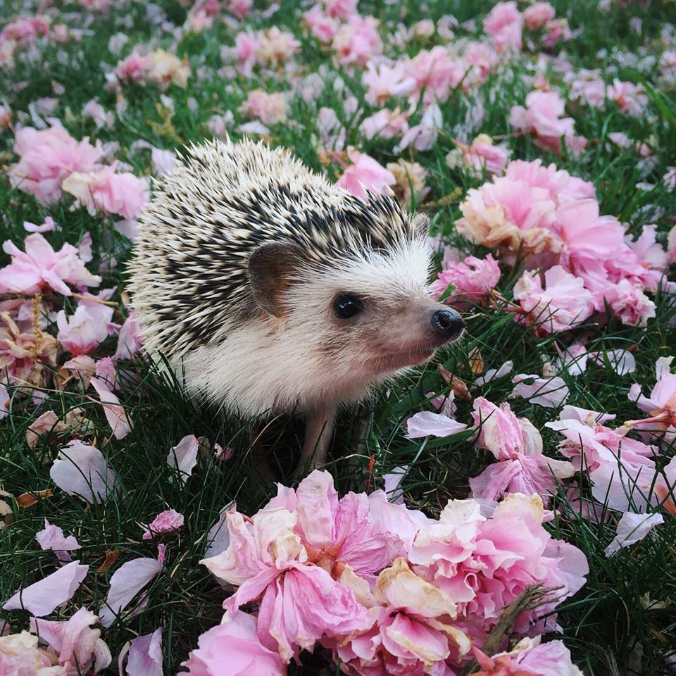 Cute Hedgehog