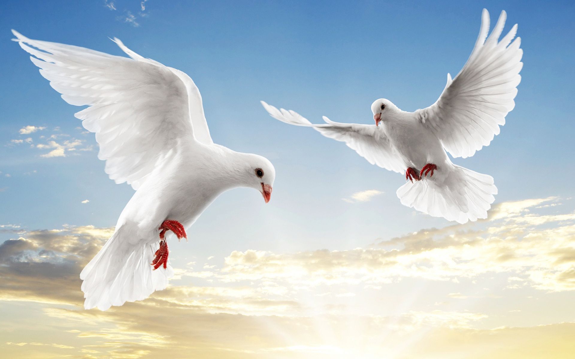 White Birds, High Definition, High Quality, Widescreen