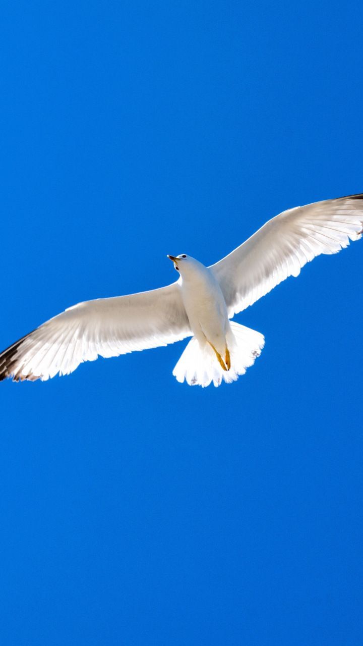 White bird, seagull, blue sky, 720x1280 wallpaper. White bird, Bird, Vintage bird wallpaper