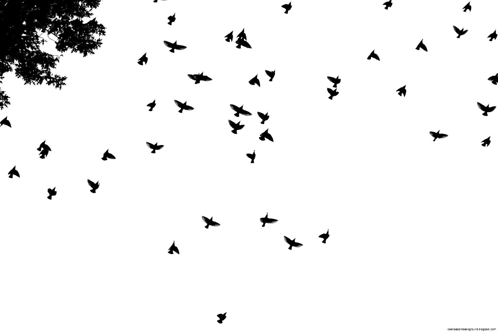 Black And White Bird Wallpaper