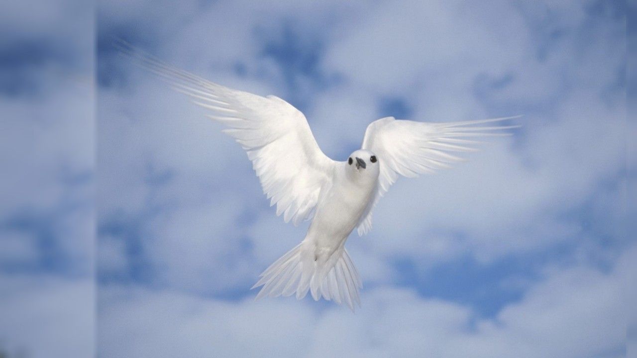 White Bird wallpaper. White Bird