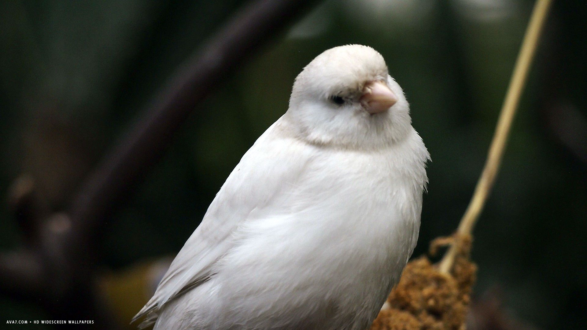 canary white bird HD widescreen wallpaper / birds background