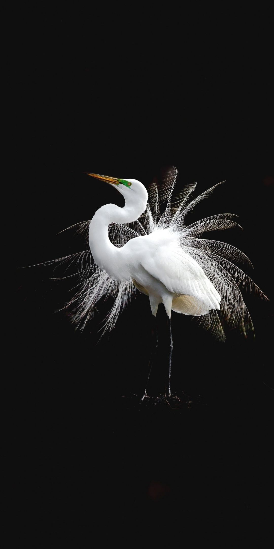 White bird, Egret, portrait, 1080x2160 wallpaper. Bird wallpaper, Beautiful birds, Bird