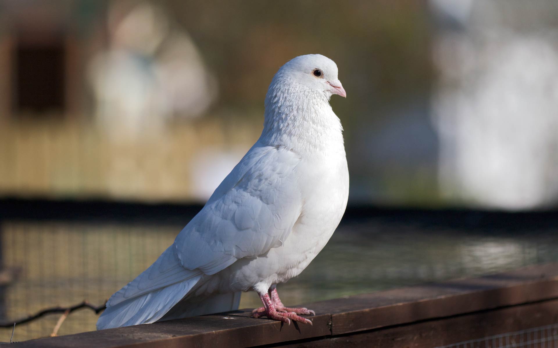 Desktop white bird wallpaper