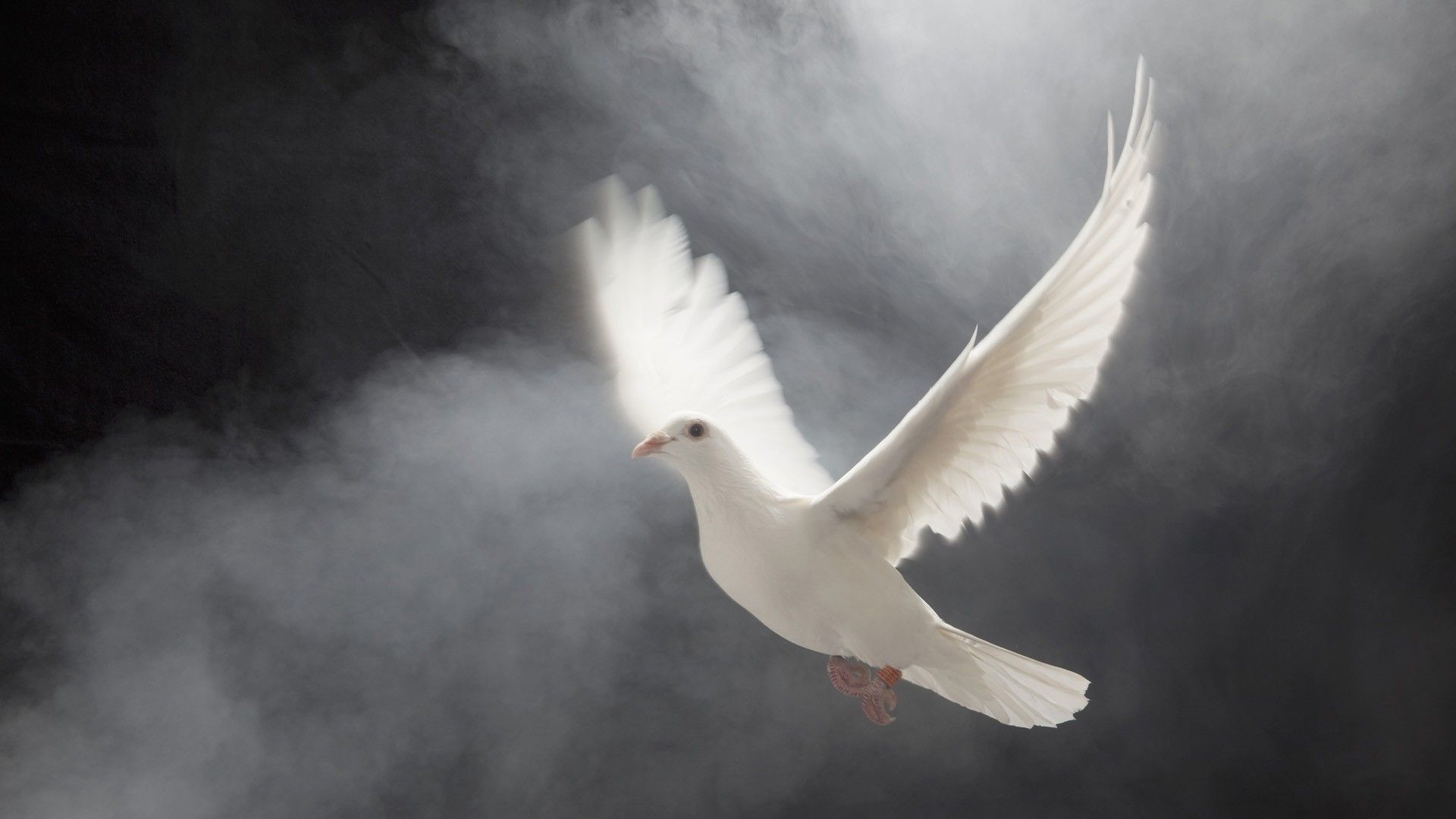 white birds doves albino flight 1920x1080 wallpaper High Quality Wallpaper, High Definition Wallpaper