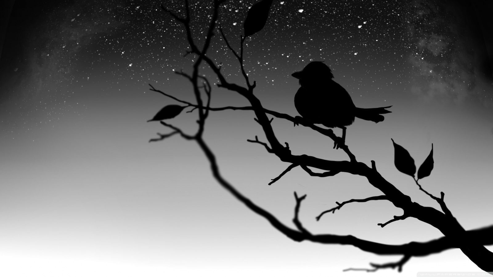 Black Bird Wallpaper Free Black Bird Background