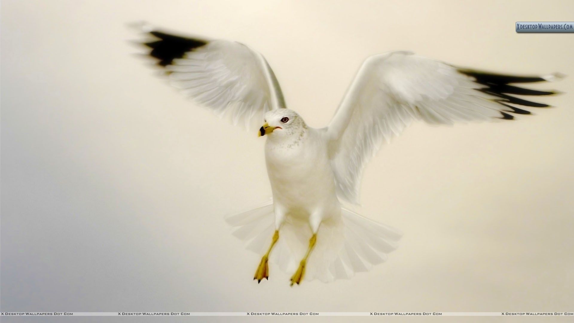 White Bird Flying Wallpaper